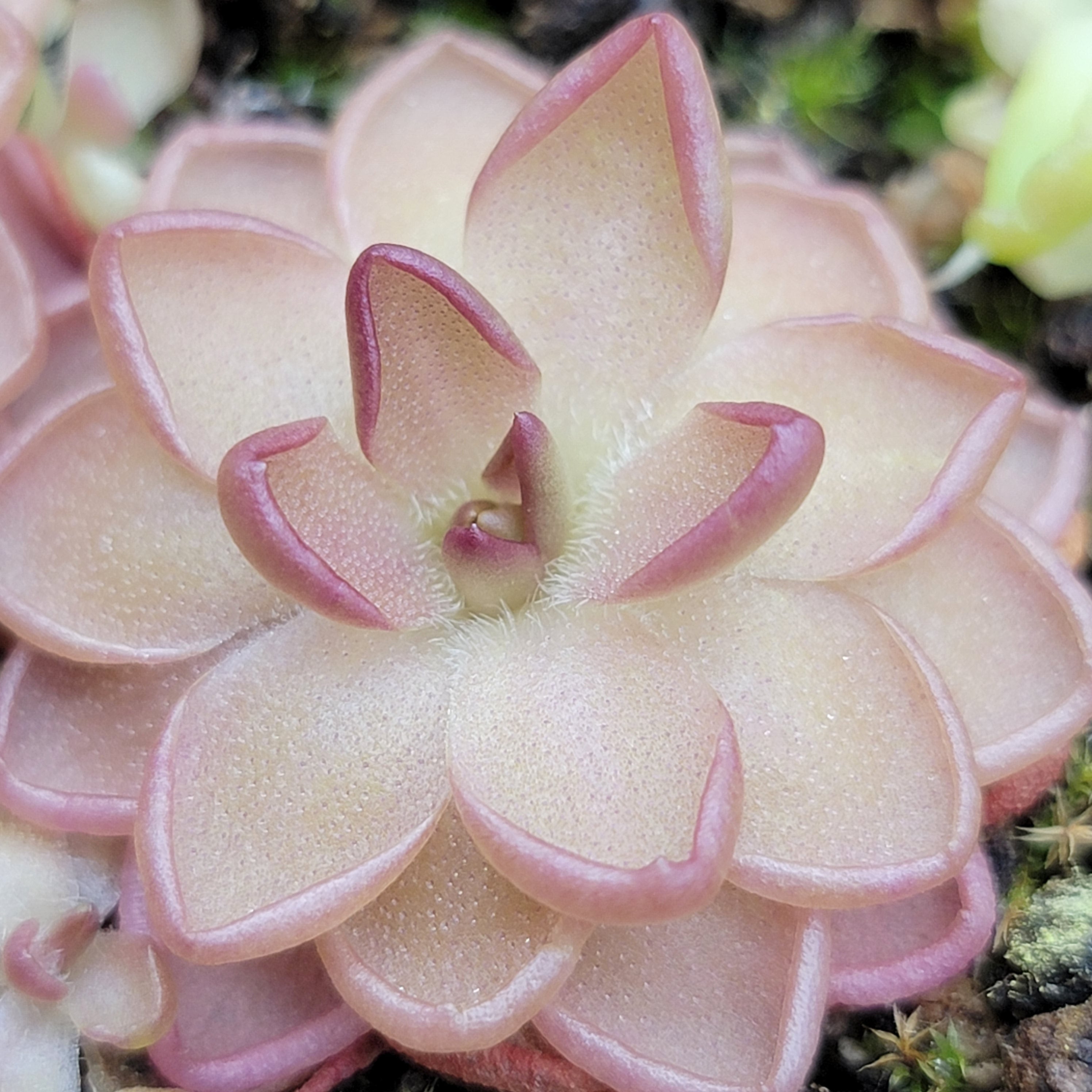 Pinguicula gracilis x laueana - Rainbow Carnivorous Plants LLC