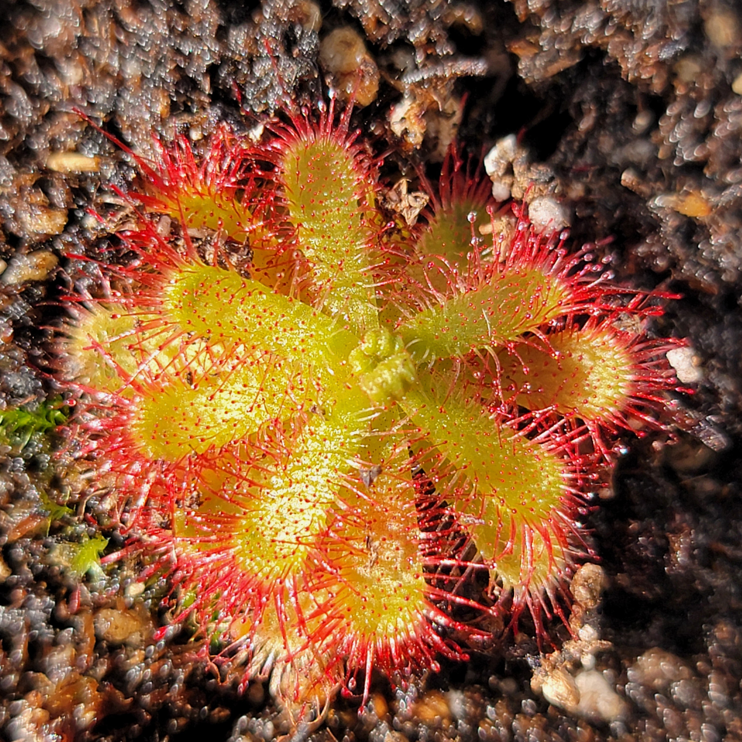 Drosera trinervia  -Live carnivorous plant-