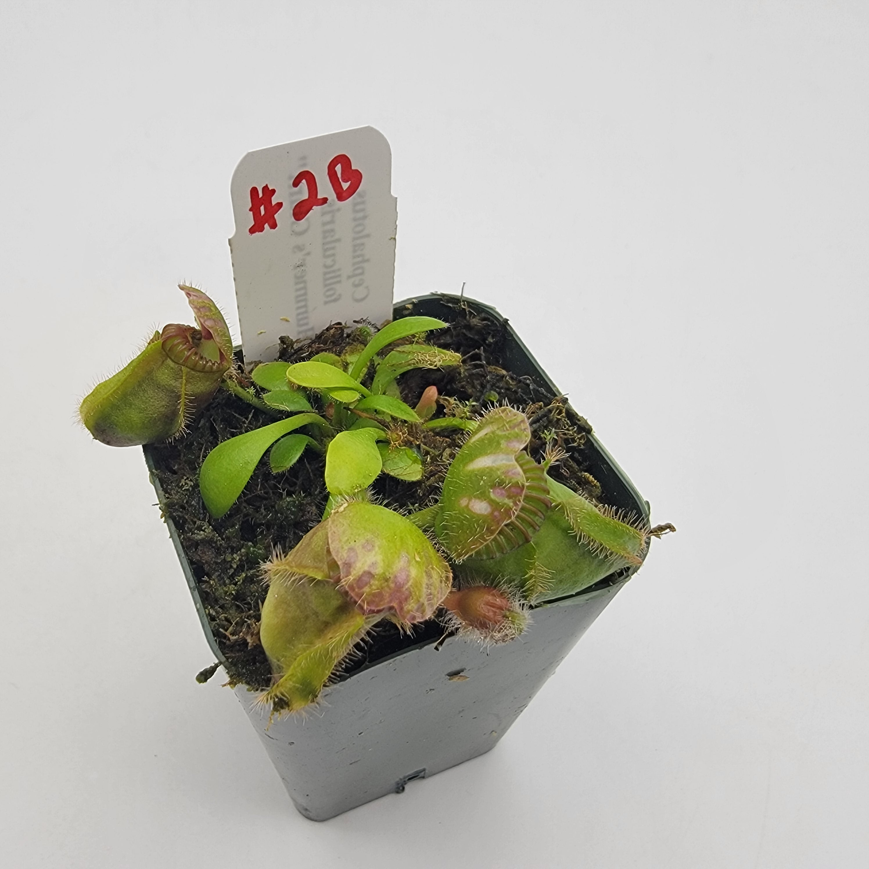 Cephalotus follicularis 'Hummer's Giant' WHG (1B-20B)