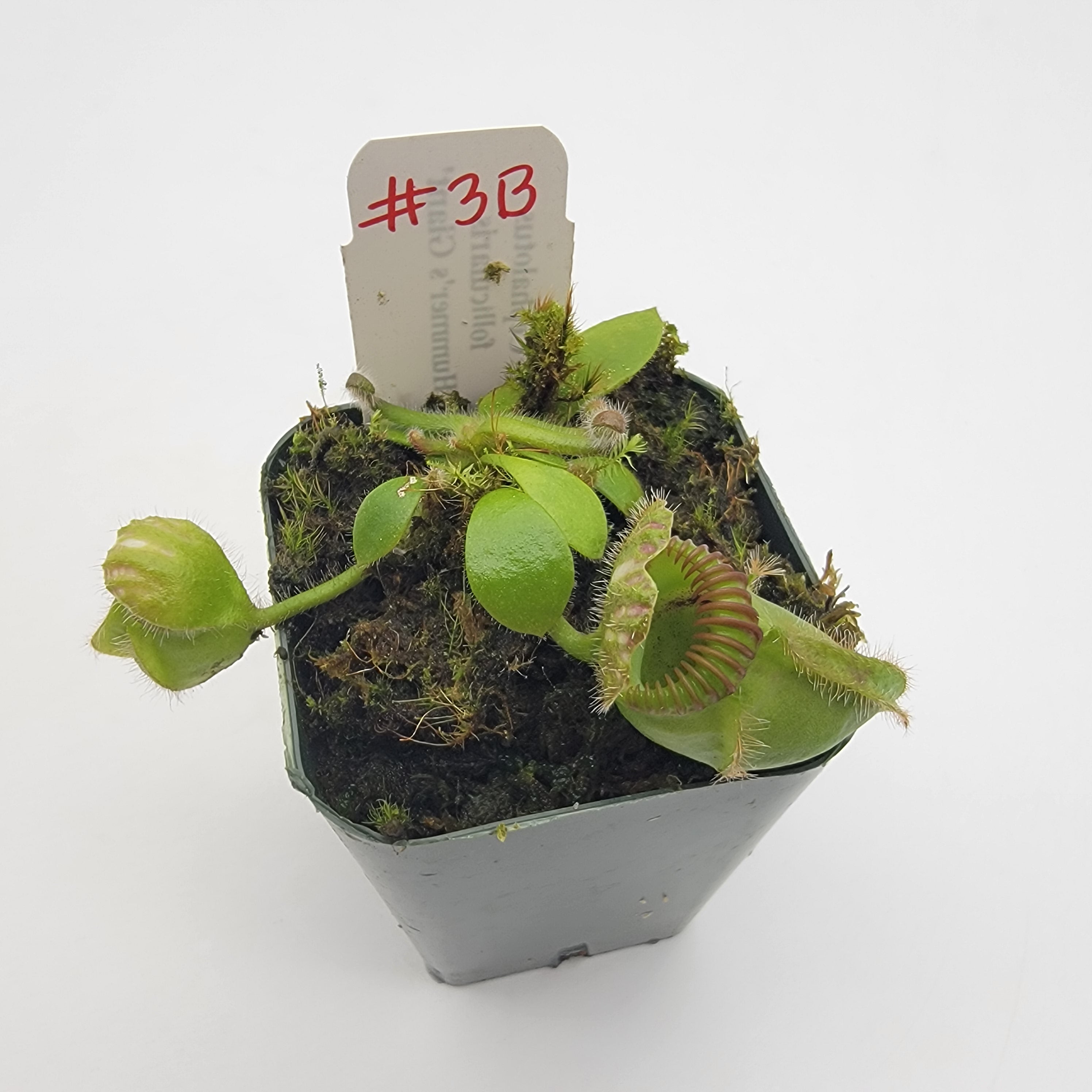 Cephalotus follicularis 'Hummer's Giant' WHG (1B-20B)