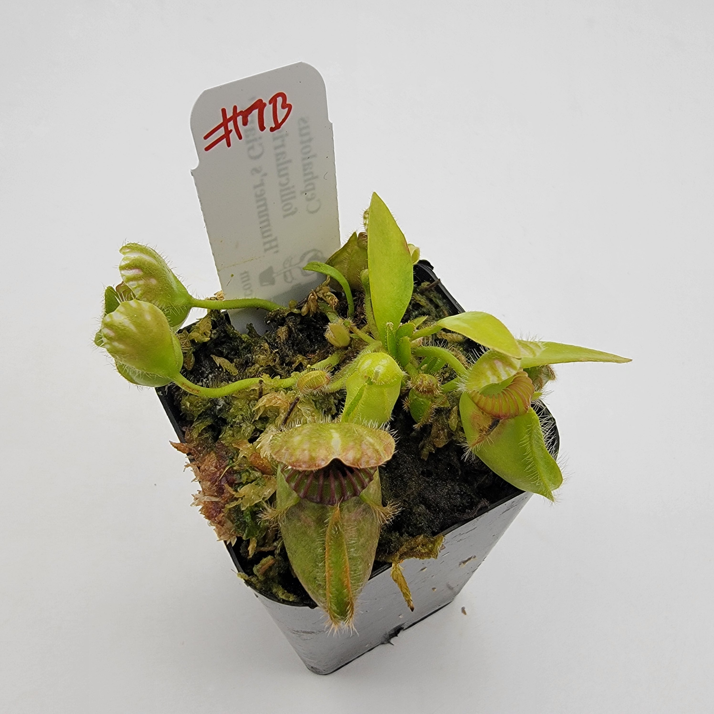 Cephalotus follicularis 'Hummer's Giant' WHG (1B-20B)