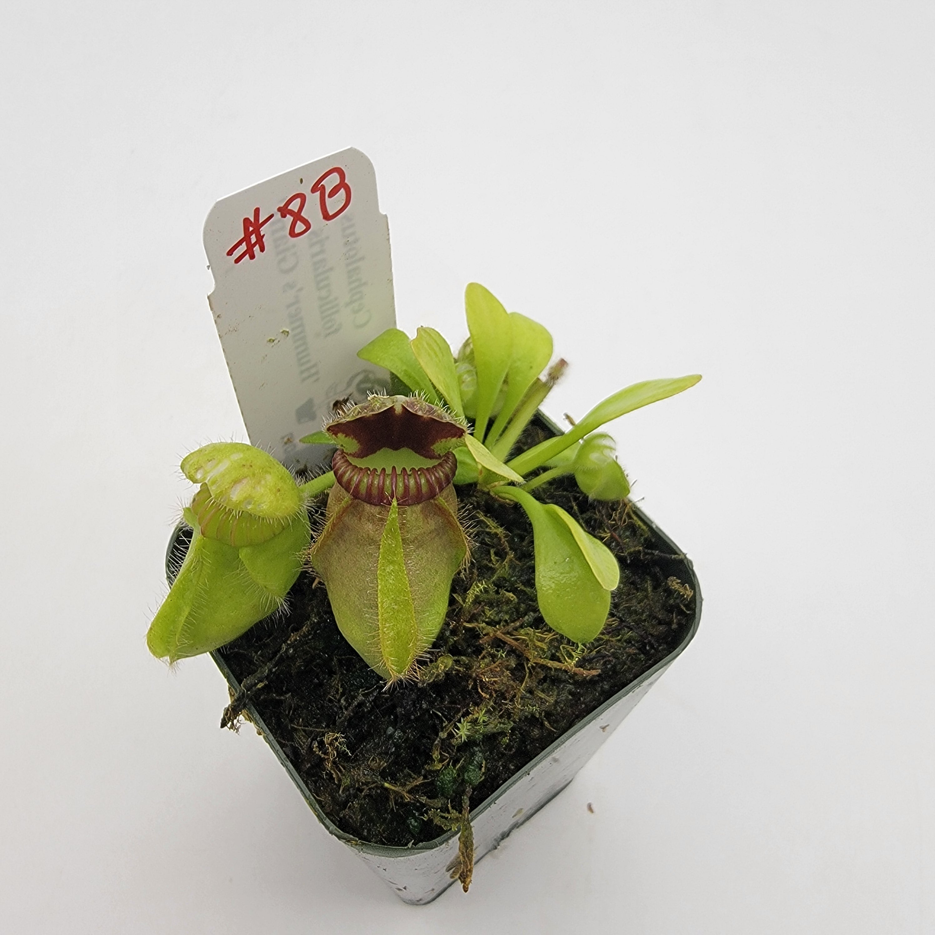 Cephalotus follicularis 'Hummer's Giant' WHG (1B-20B)