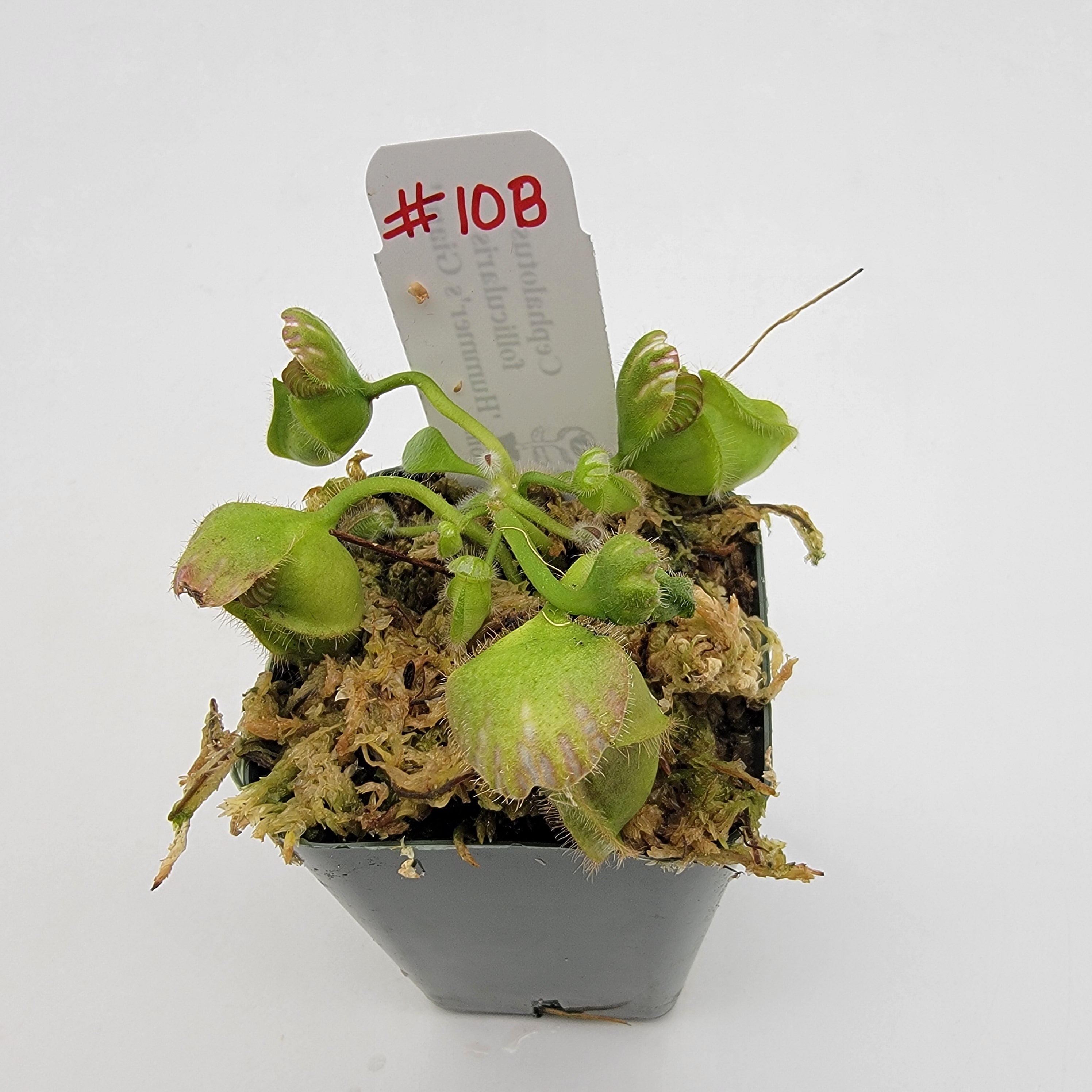 Cephalotus follicularis 'Hummer's Giant' WHG (1B-20B)