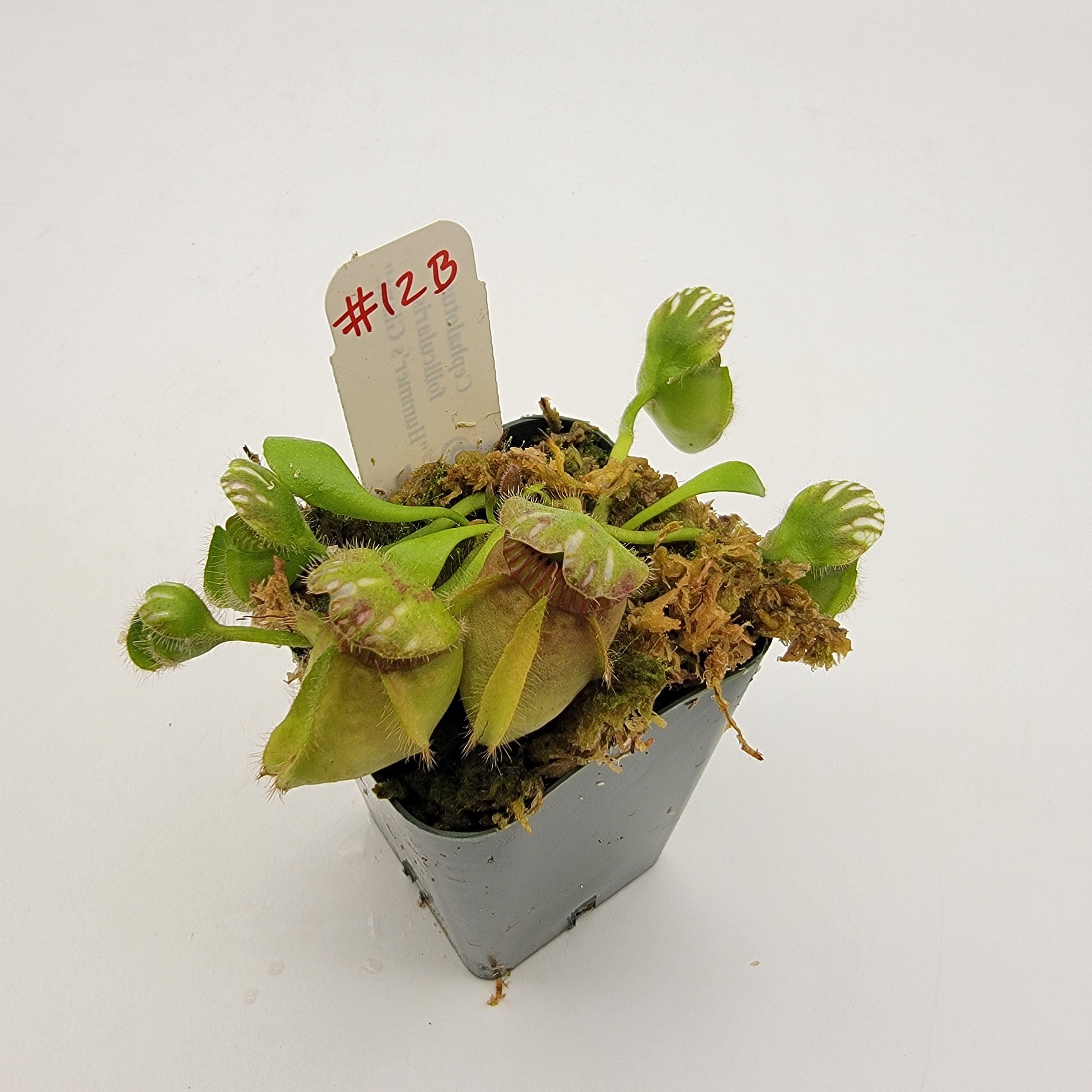 Cephalotus follicularis 'Hummer's Giant' WHG (1B-20B)