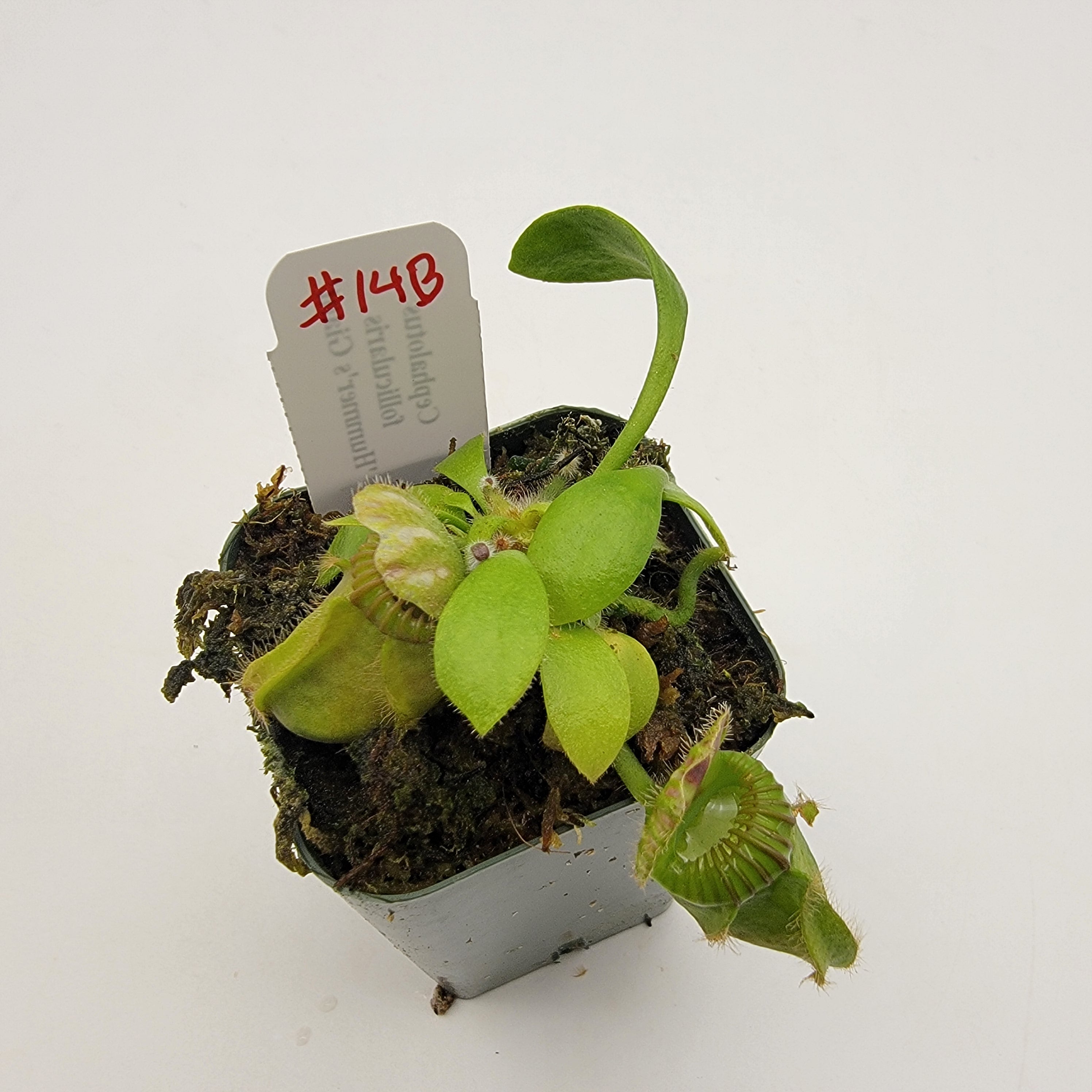 Cephalotus follicularis 'Hummer's Giant' WHG (1B-20B)