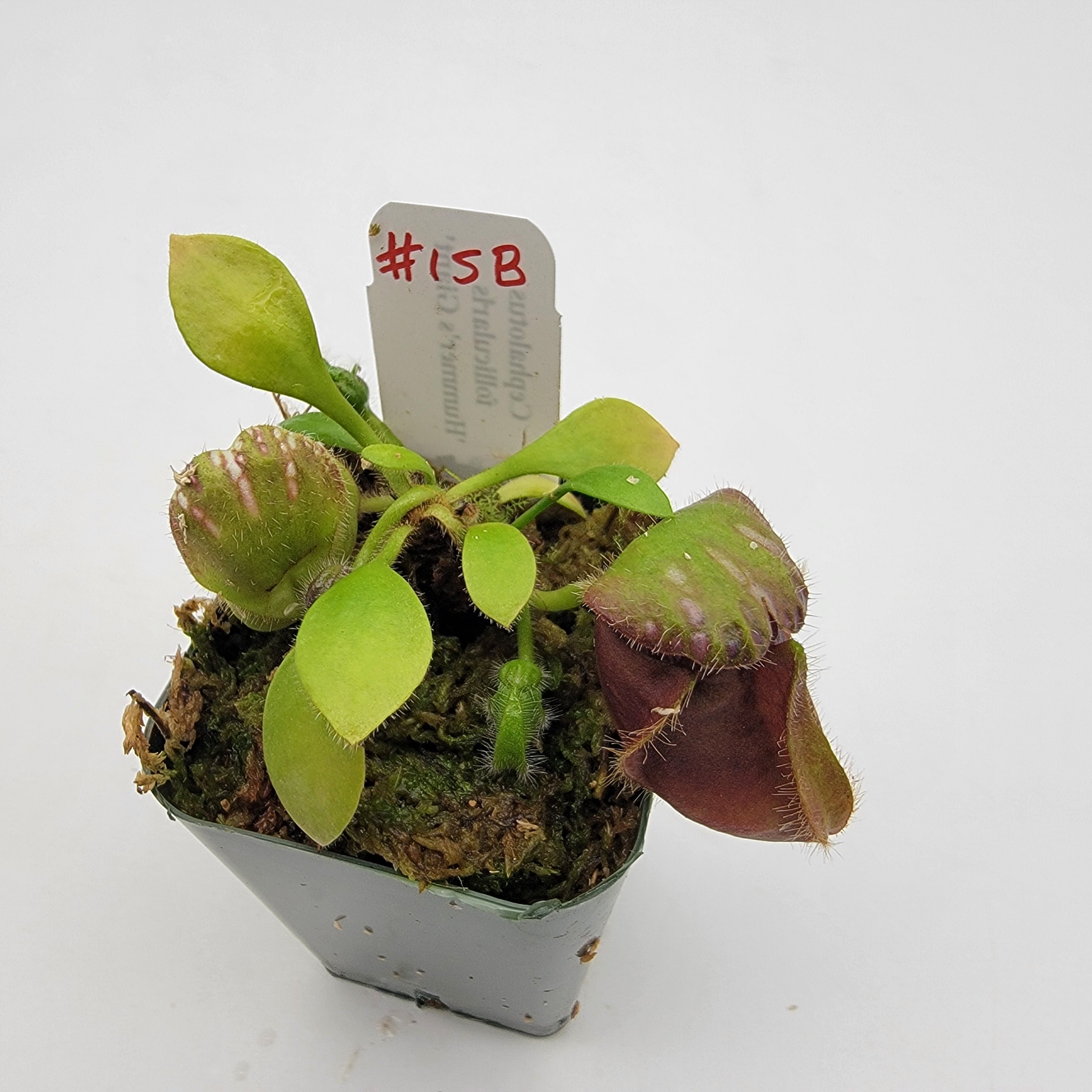 Cephalotus follicularis 'Hummer's Giant' WHG (1B-20B)