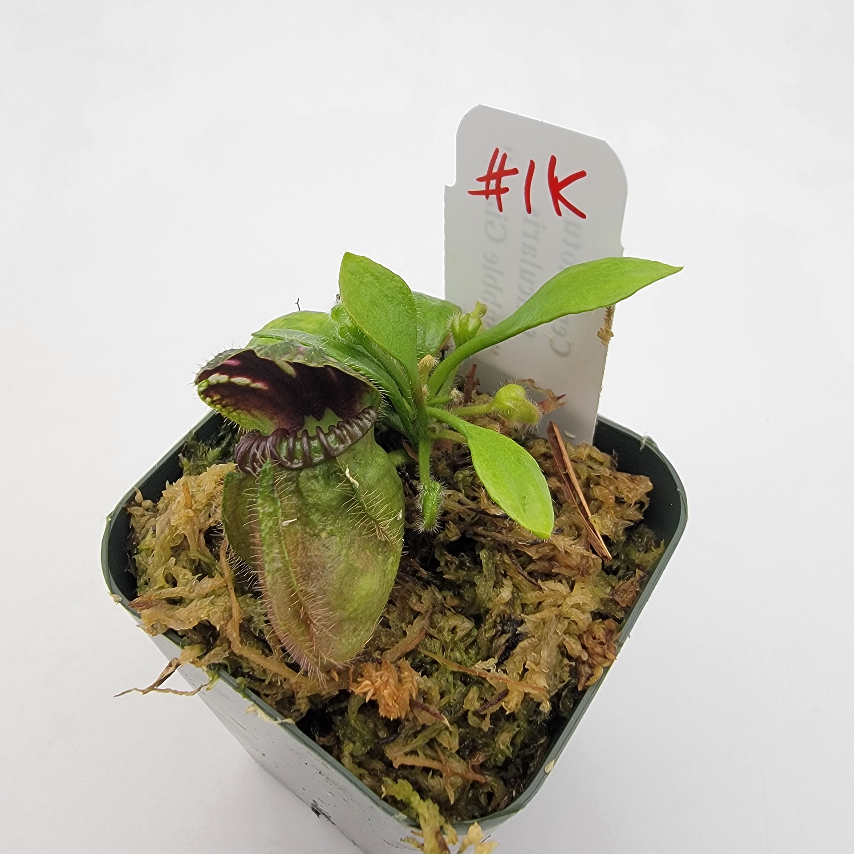 Cephalotus follicularis "Bubble Giant" WBG (1K-9K)