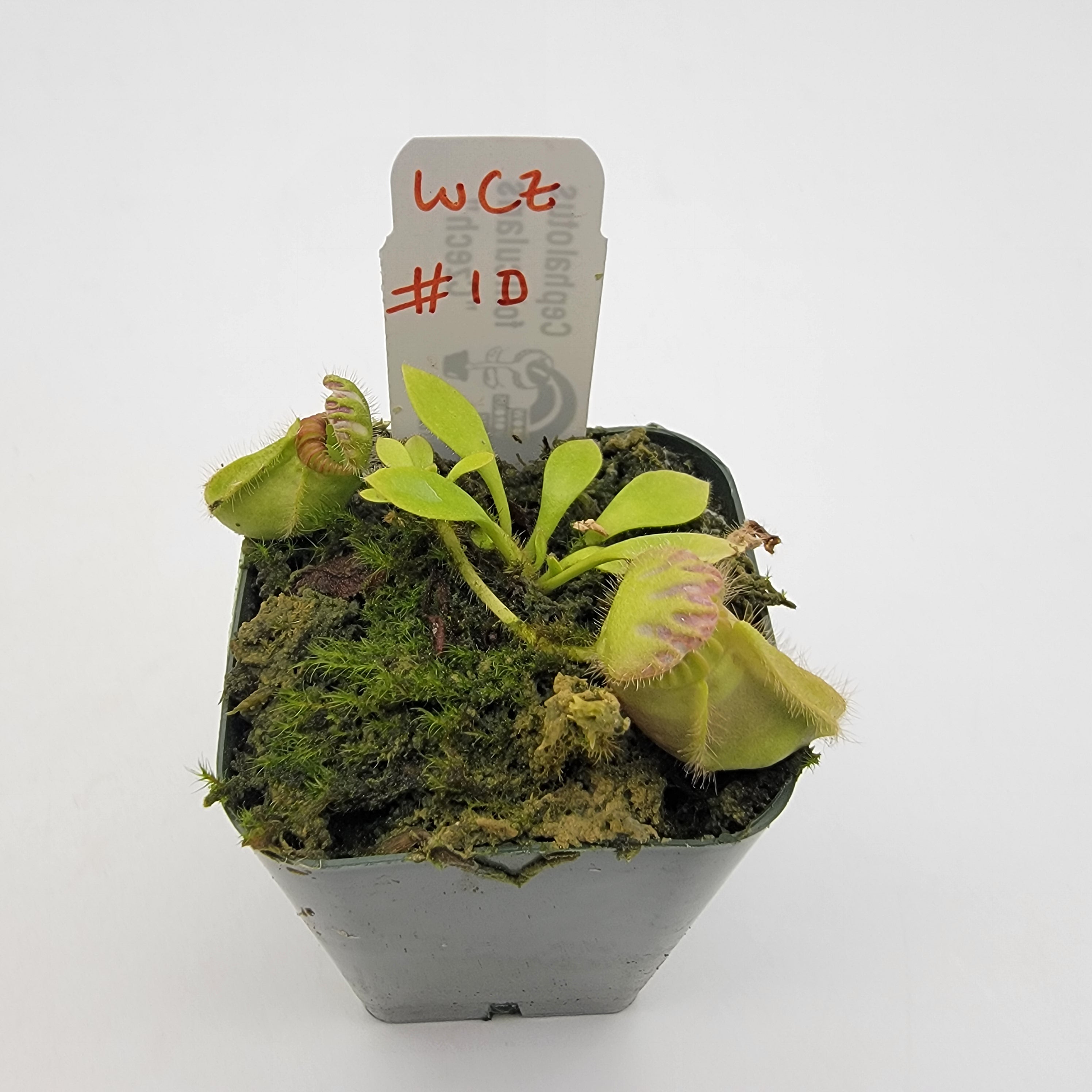 Cephalotus follicularis "Czech" WCZ (1D-5D)