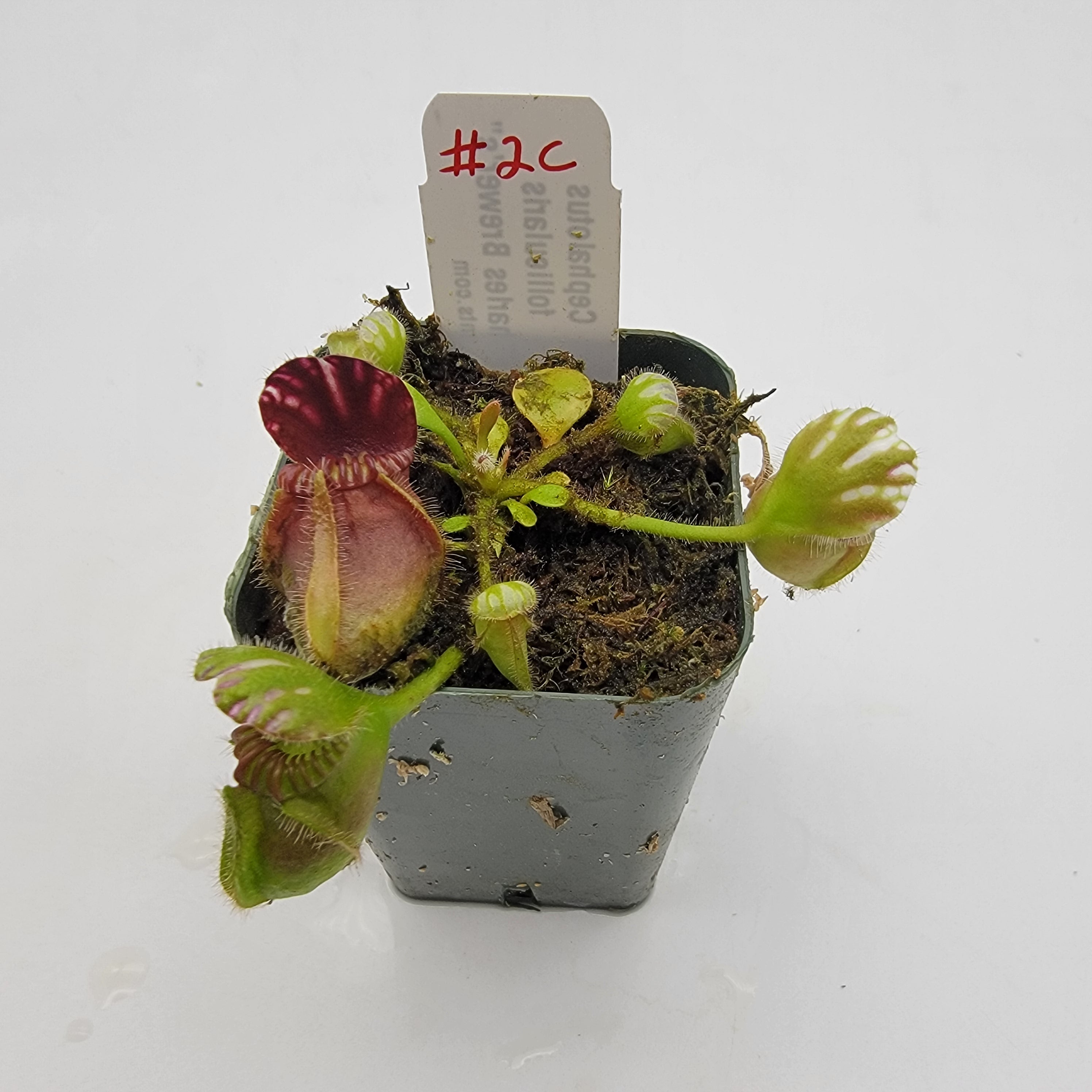 Cephalotus follicularis "Charles Brewer's" clone WCB (1C-16C)