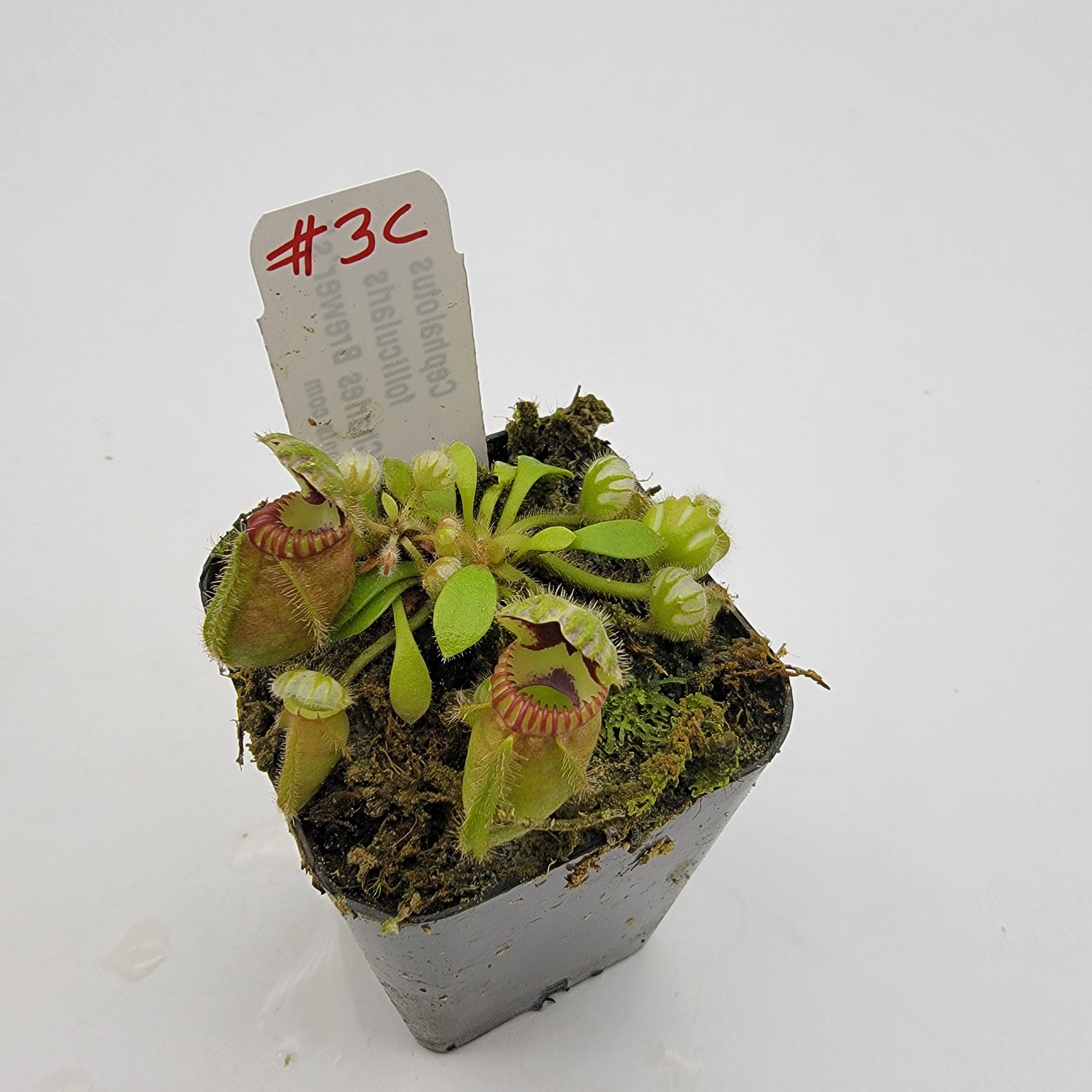 Cephalotus follicularis "Charles Brewer's" clone WCB (1C-16C)