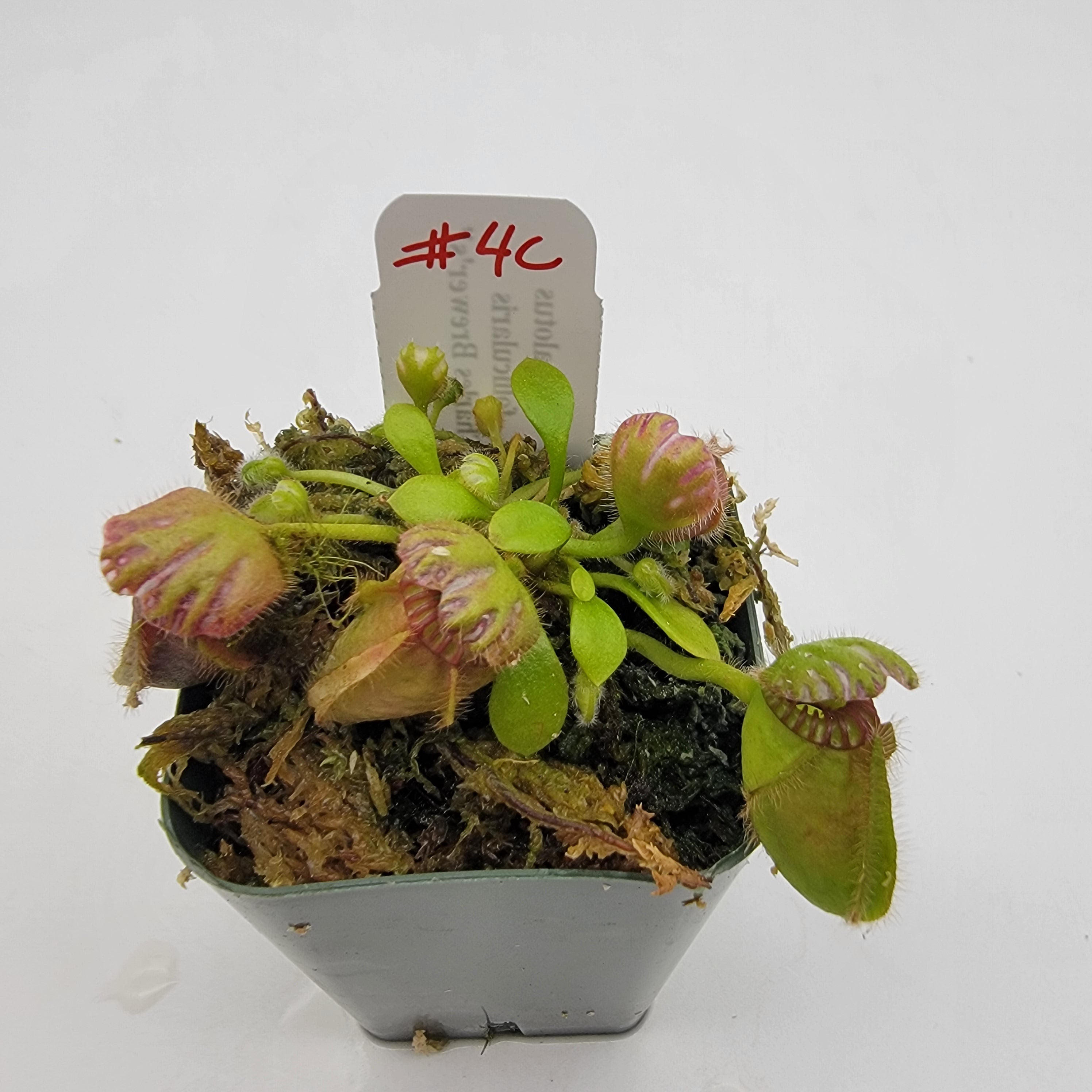 Cephalotus follicularis "Charles Brewer's" clone WCB (1C-16C)