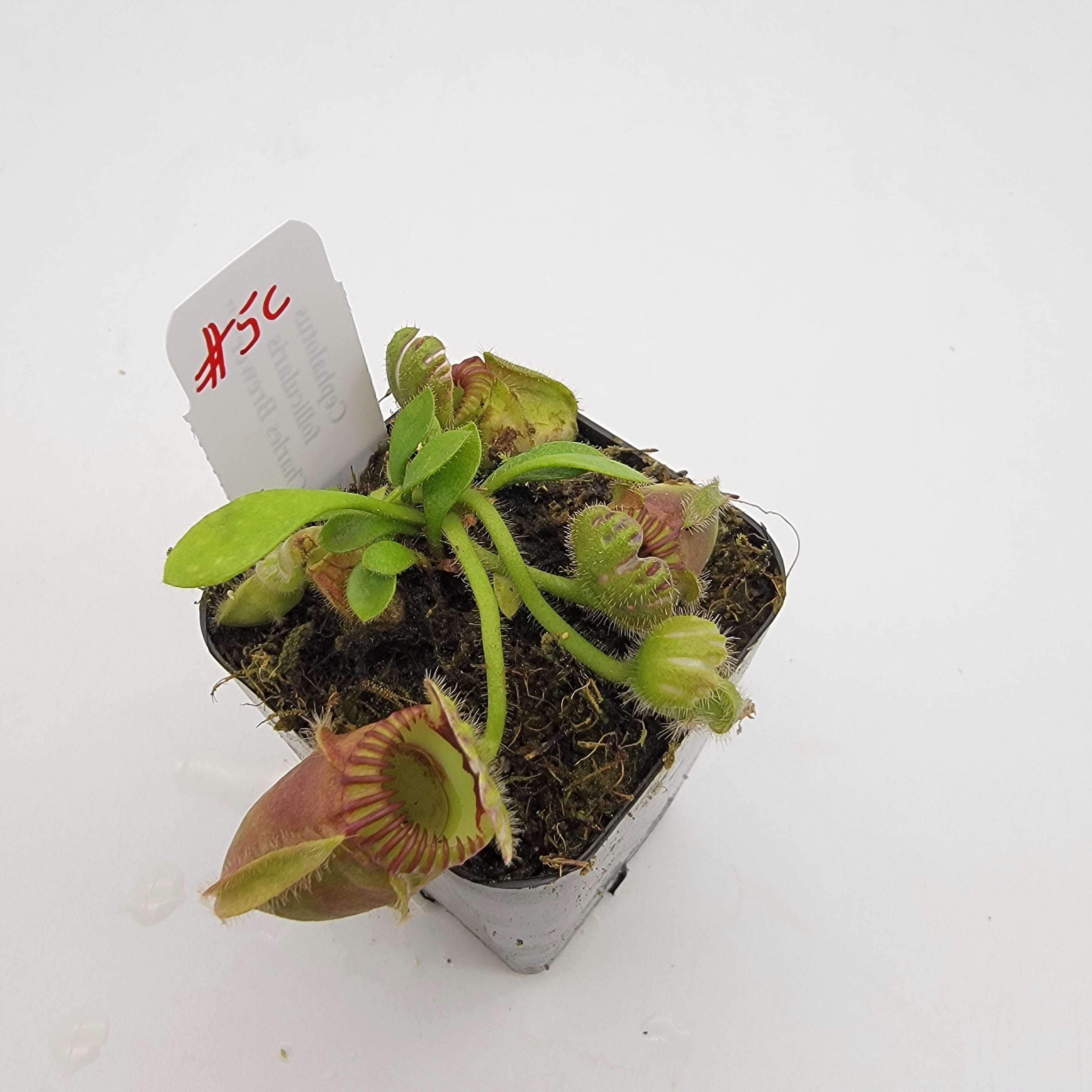 Cephalotus follicularis "Charles Brewer's" clone WCB (1C-16C)