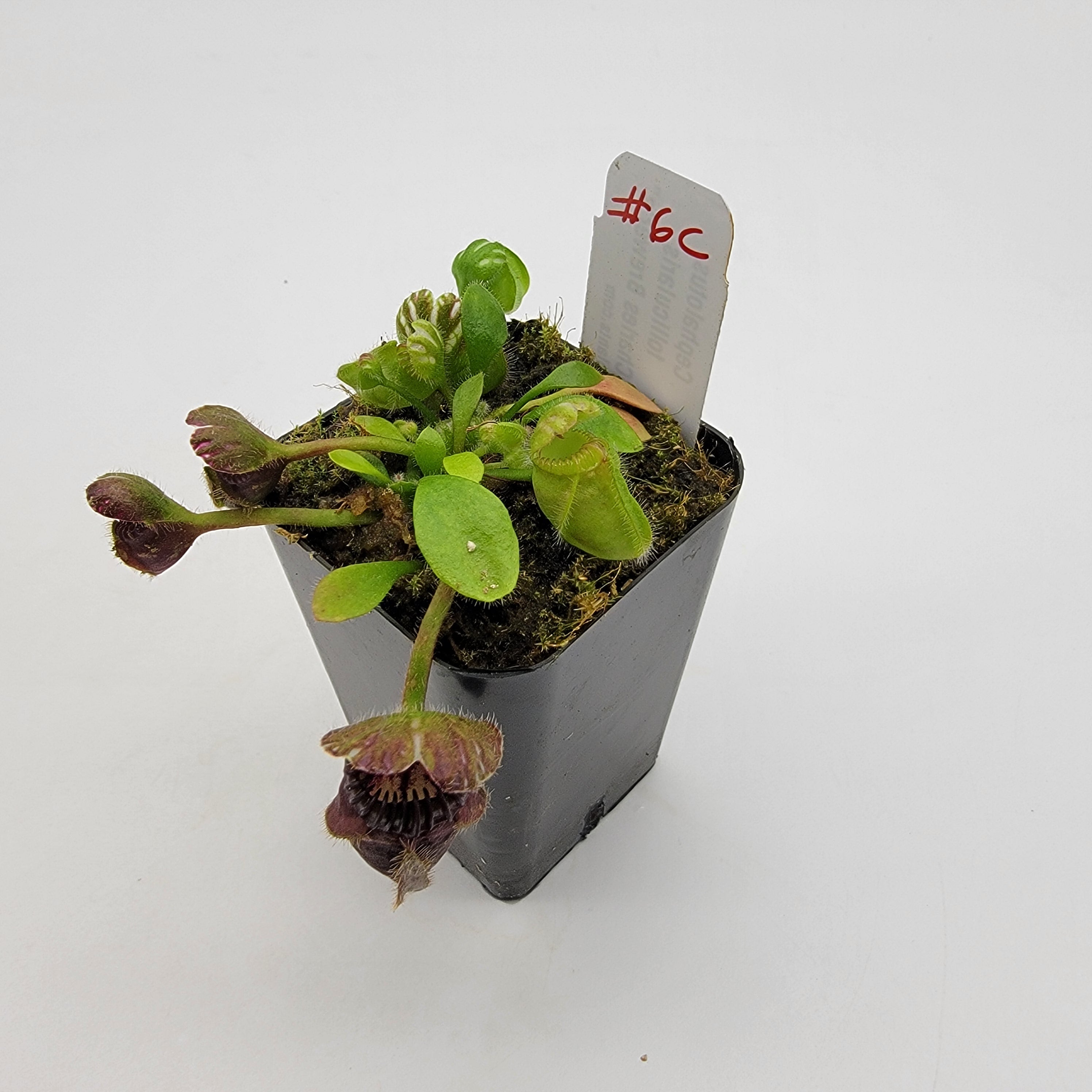 Cephalotus follicularis "Charles Brewer's" clone WCB (1C-16C)