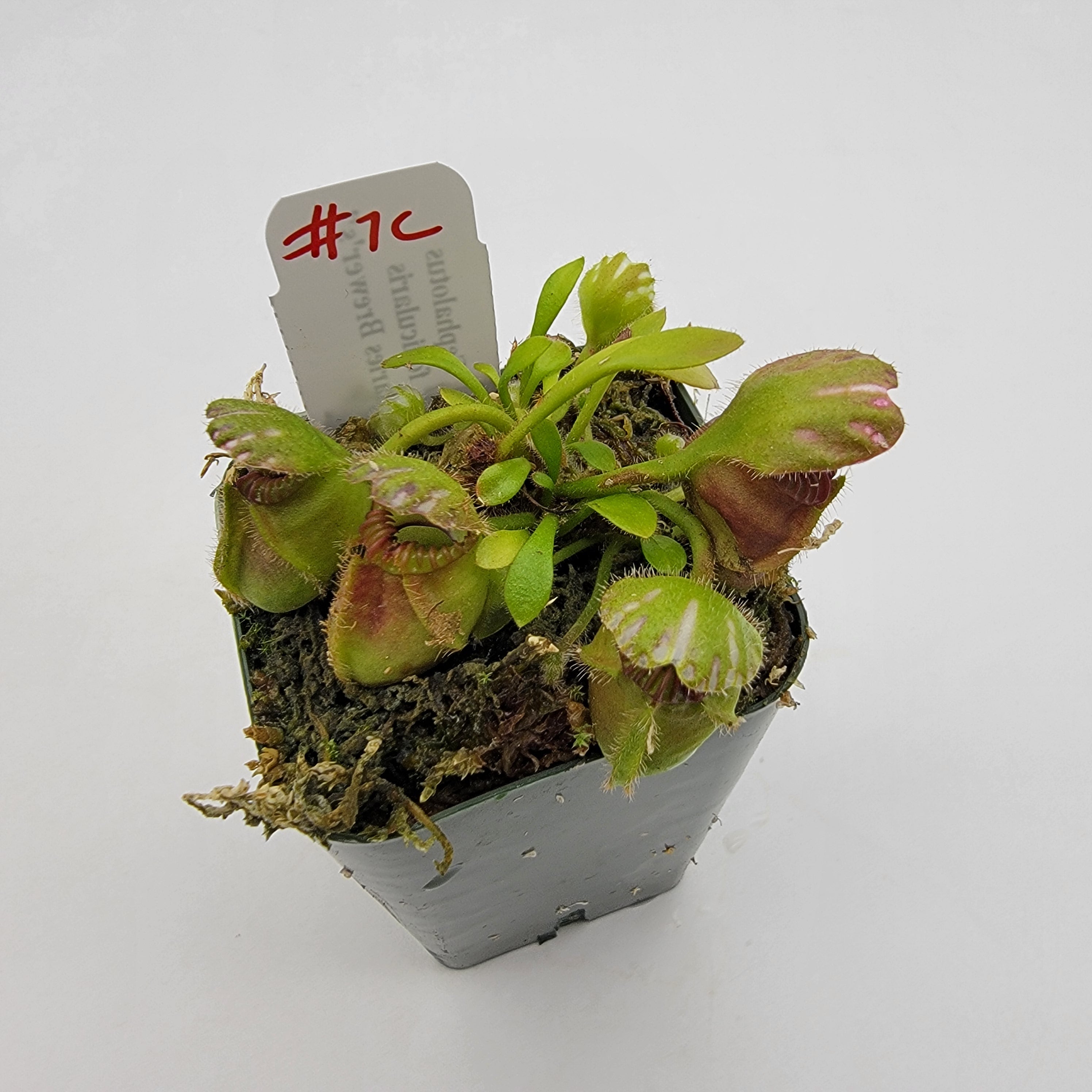 Cephalotus follicularis "Charles Brewer's" clone WCB (1C-16C)