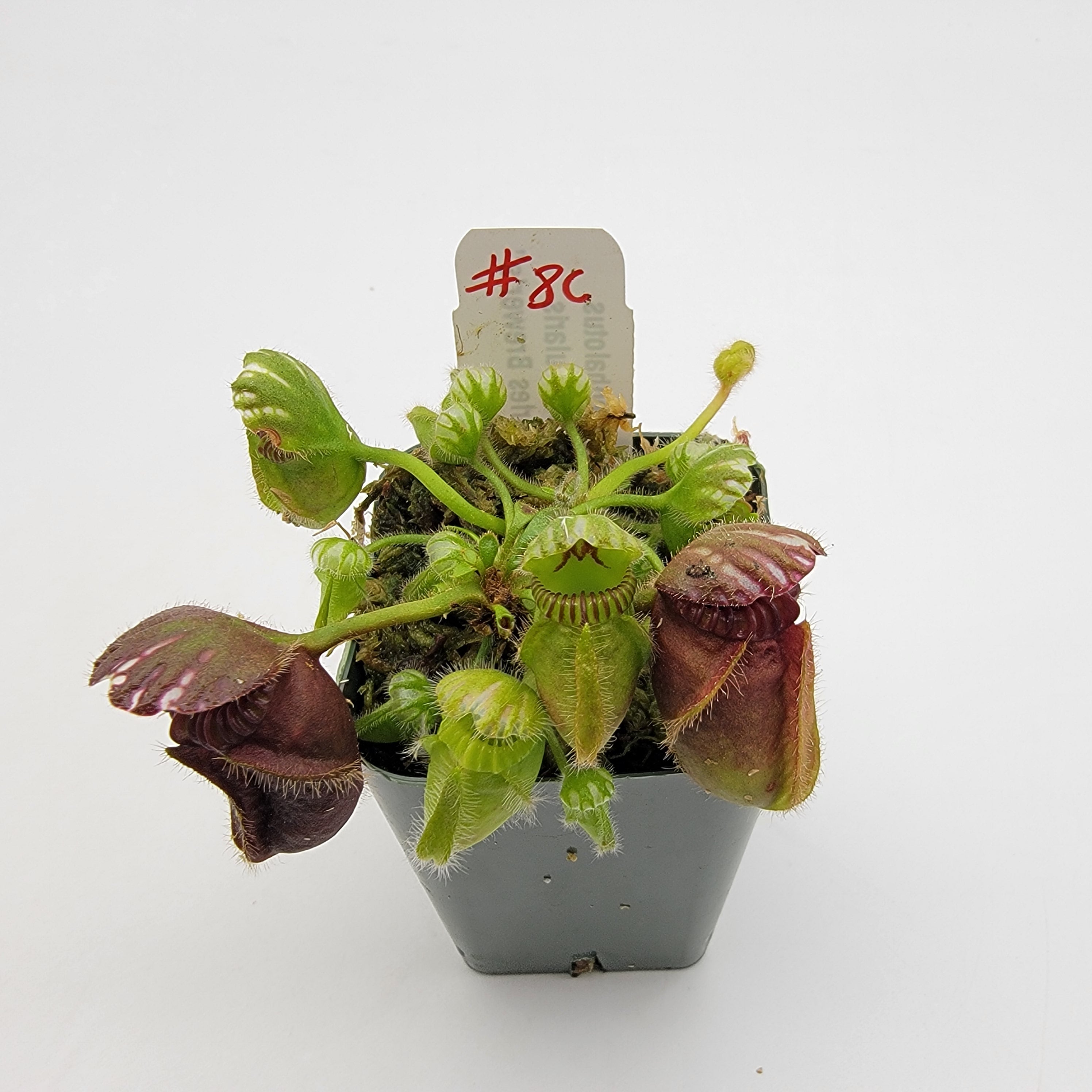 Cephalotus follicularis "Charles Brewer's" clone WCB (1C-16C)