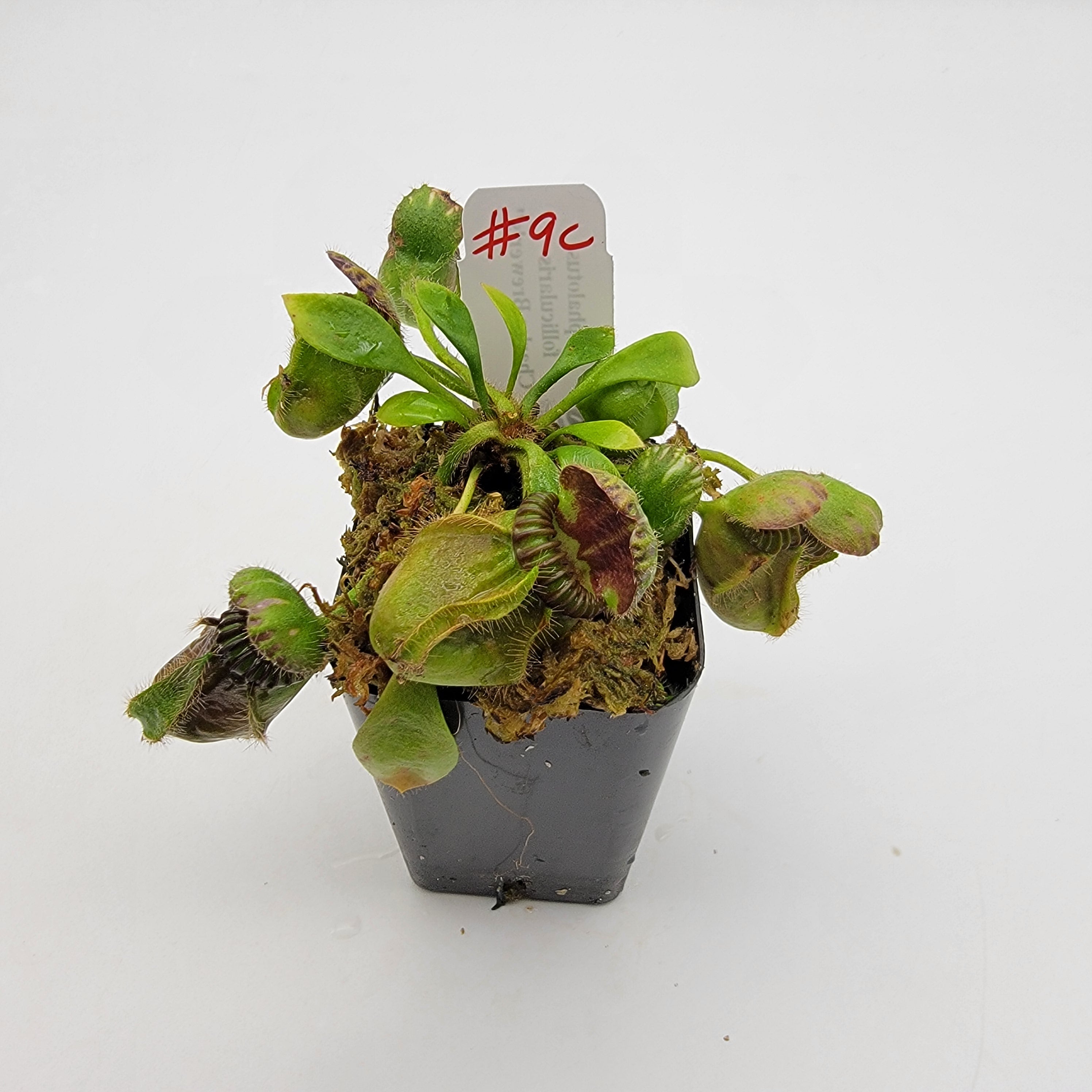 Cephalotus follicularis "Charles Brewer's" clone WCB (1C-16C)