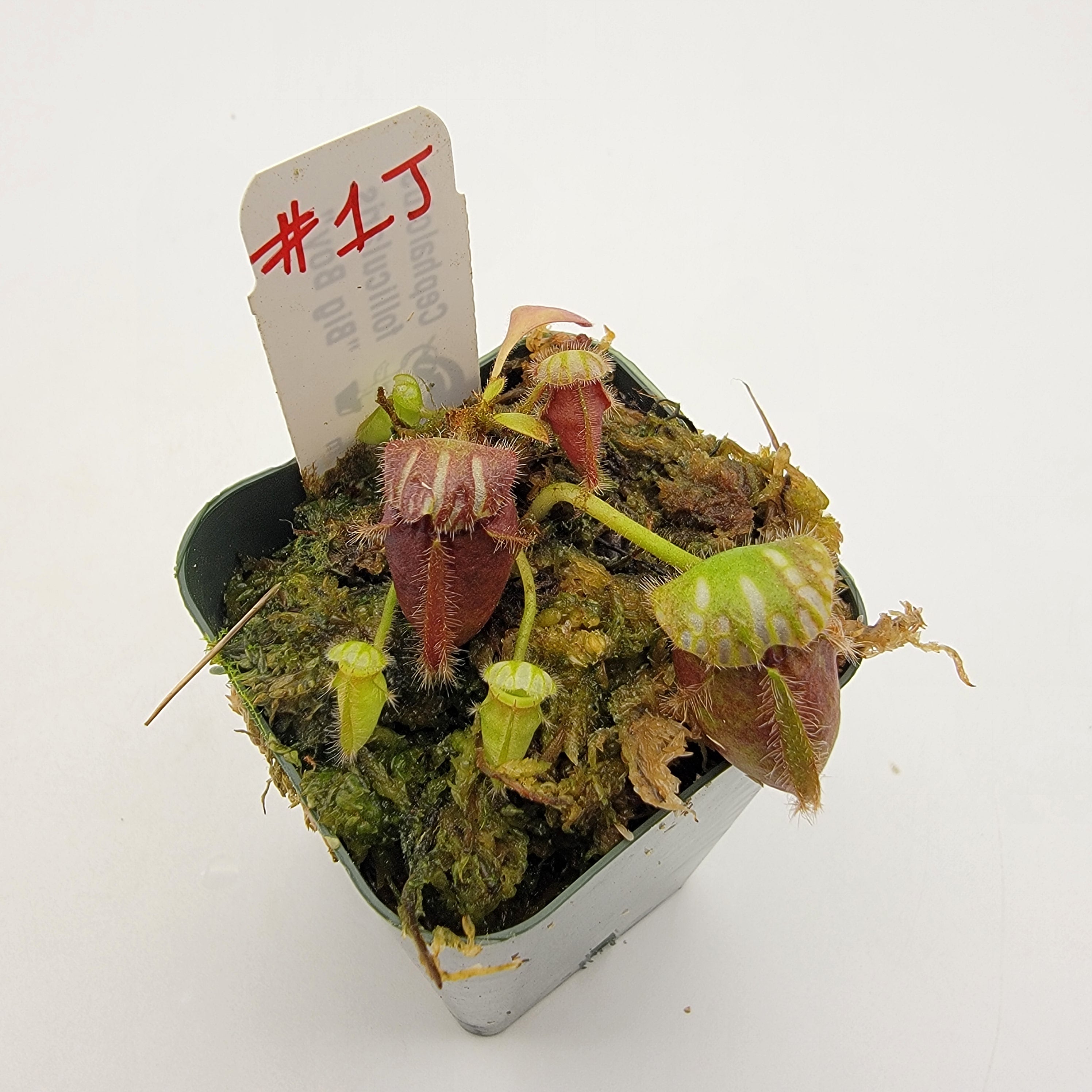 Cephalotus follicularis Big Boy Cedric セファロタスフォリ Cephalotus follicularis Big Boy Cedric セファロタスフォリ