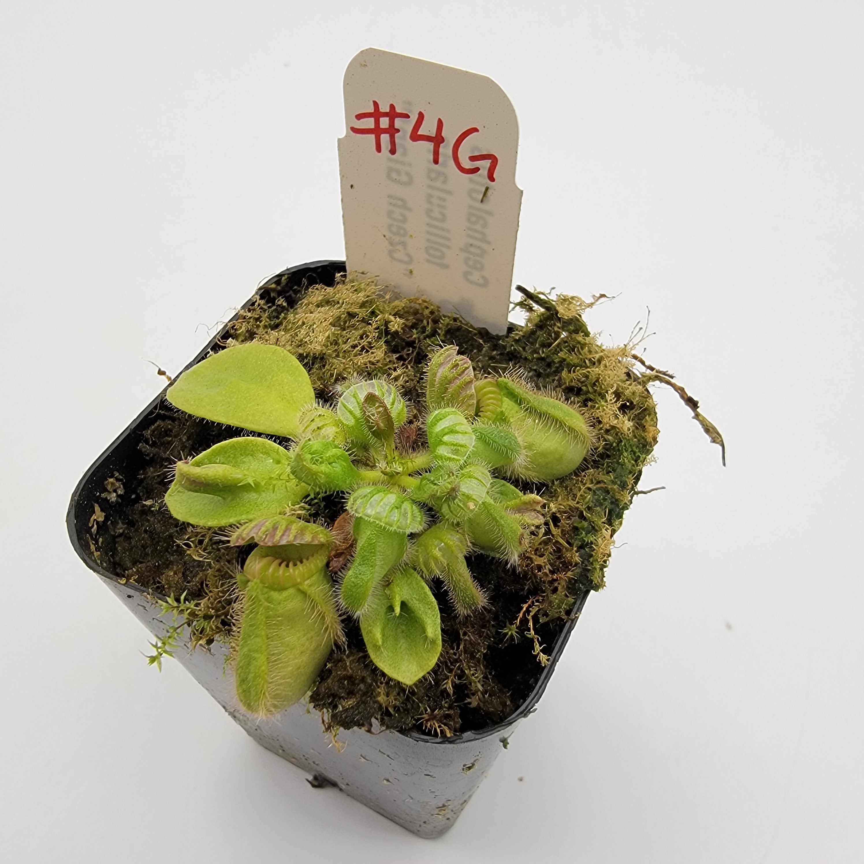 Cephalotus follicularis "Czech Giant" (WCZG-4G/12G)