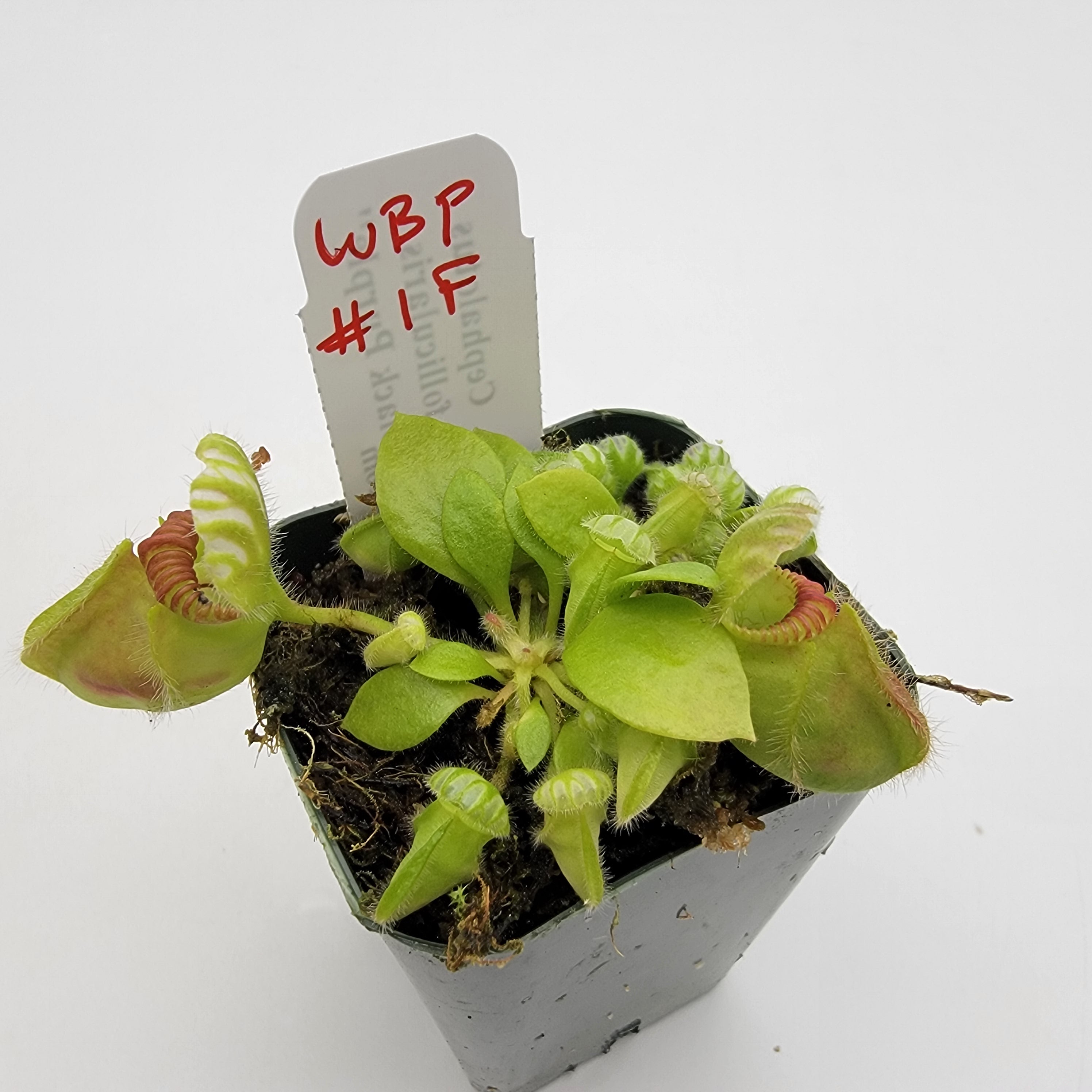 Cephalotus follicularis "Black Purple" WBP (1F-5F)