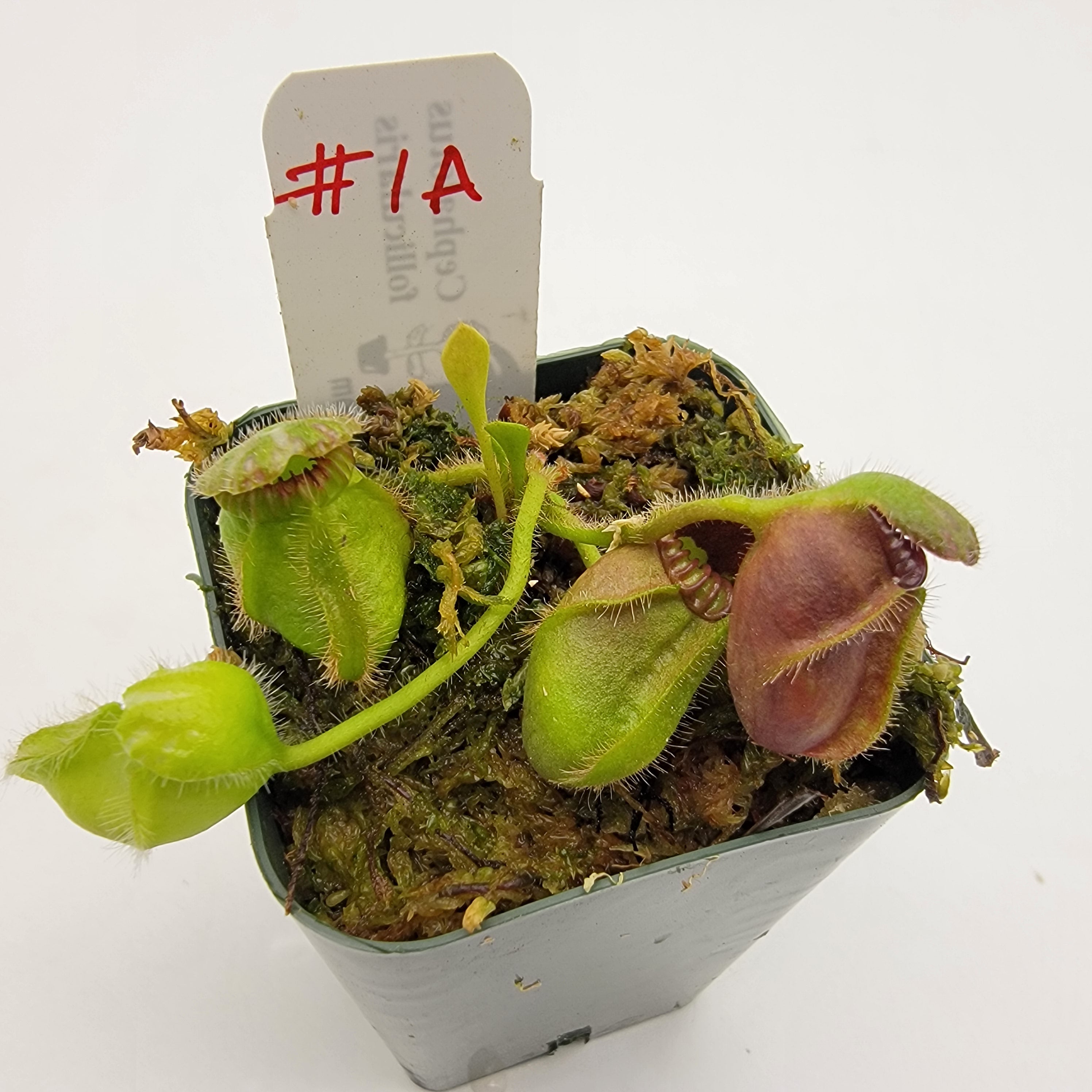 Cephalotus follicularis WCF (1A-16A)