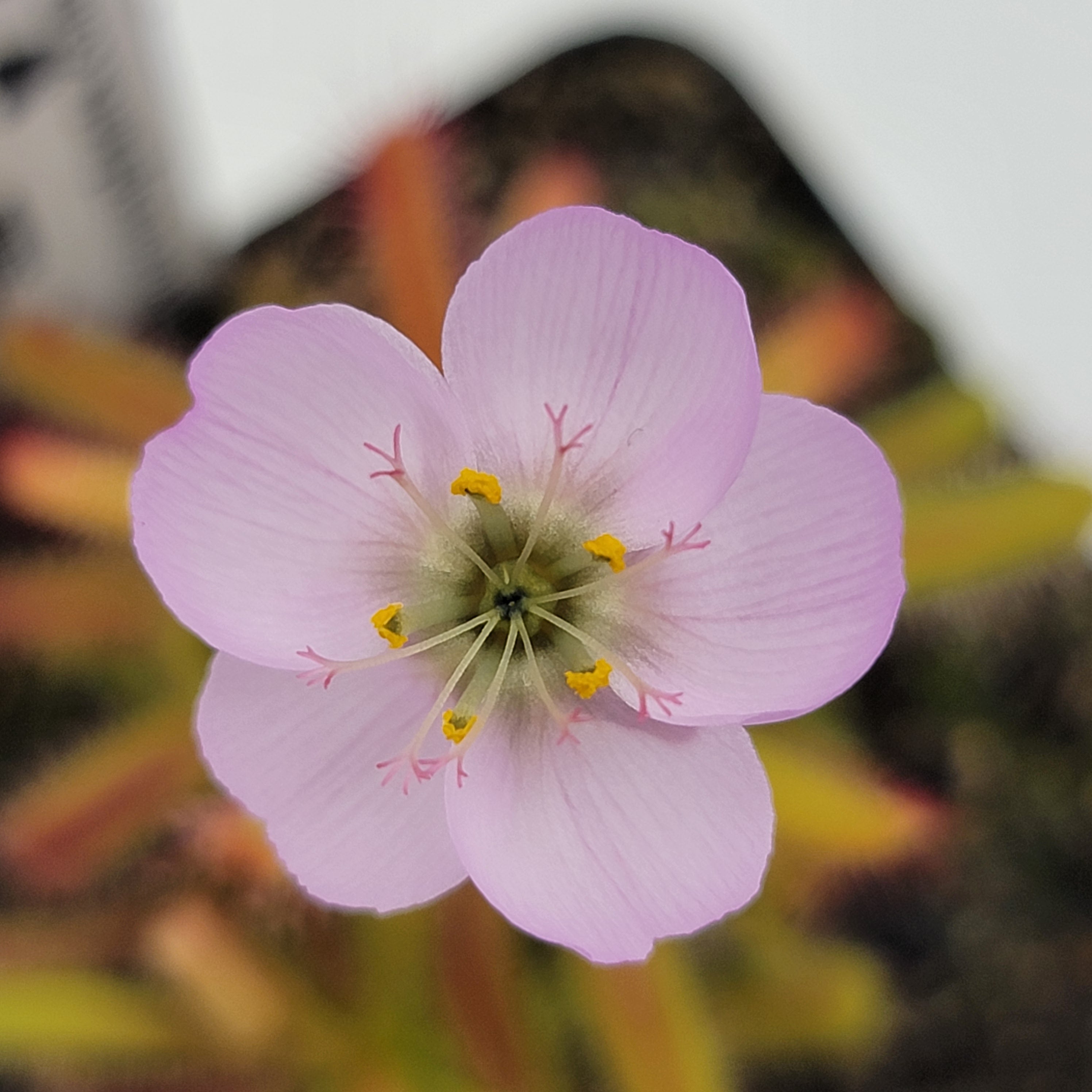 Drosera variegata {Pakhuis Pass, South Africa}