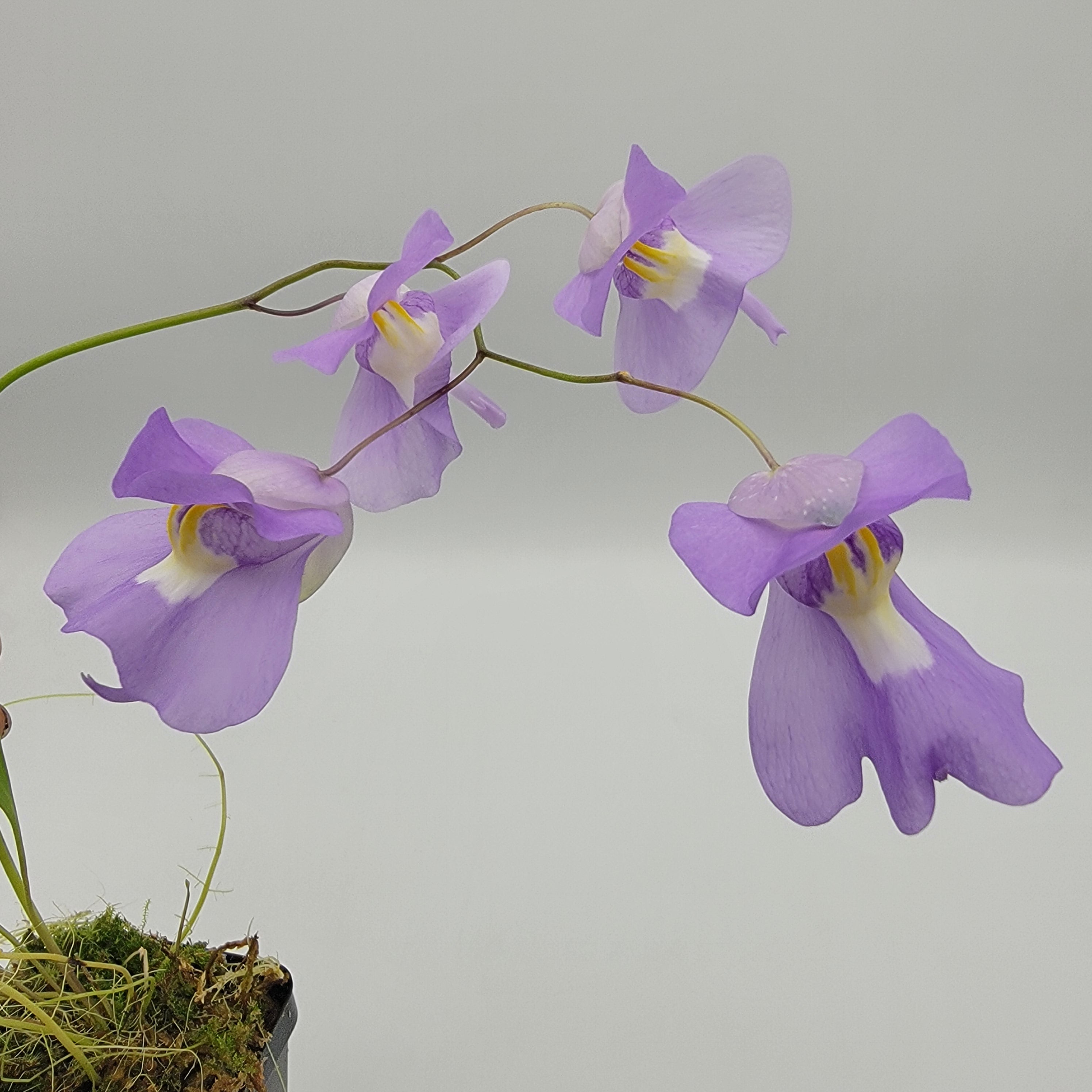 Utricularia humboldtii x alpina -Utricularia -Rainbow Carnivorous Plants LLC