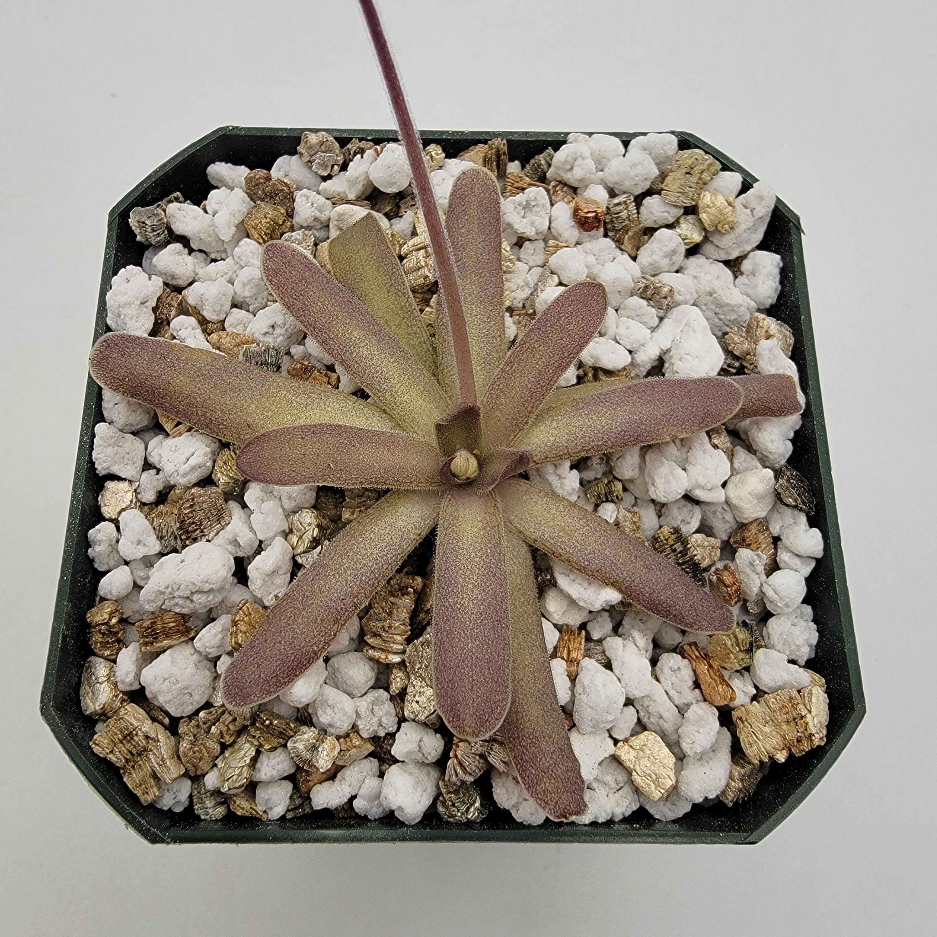 Pinguicula "Desiree" -Butterworts -Rainbow Carnivorous Plants LLC