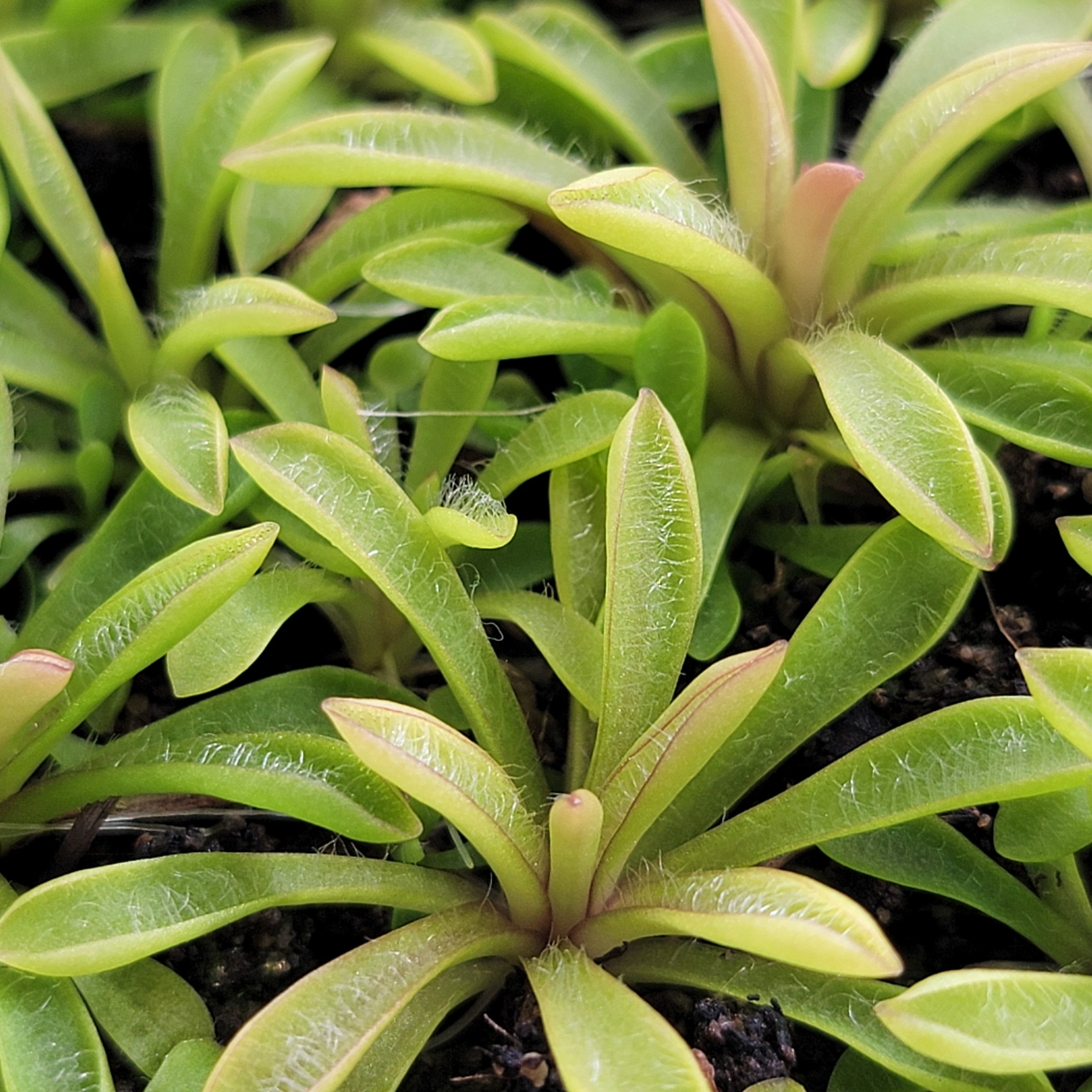 Pinguicula robertiana -Butterworts -Rainbow Carnivorous Plants LLC