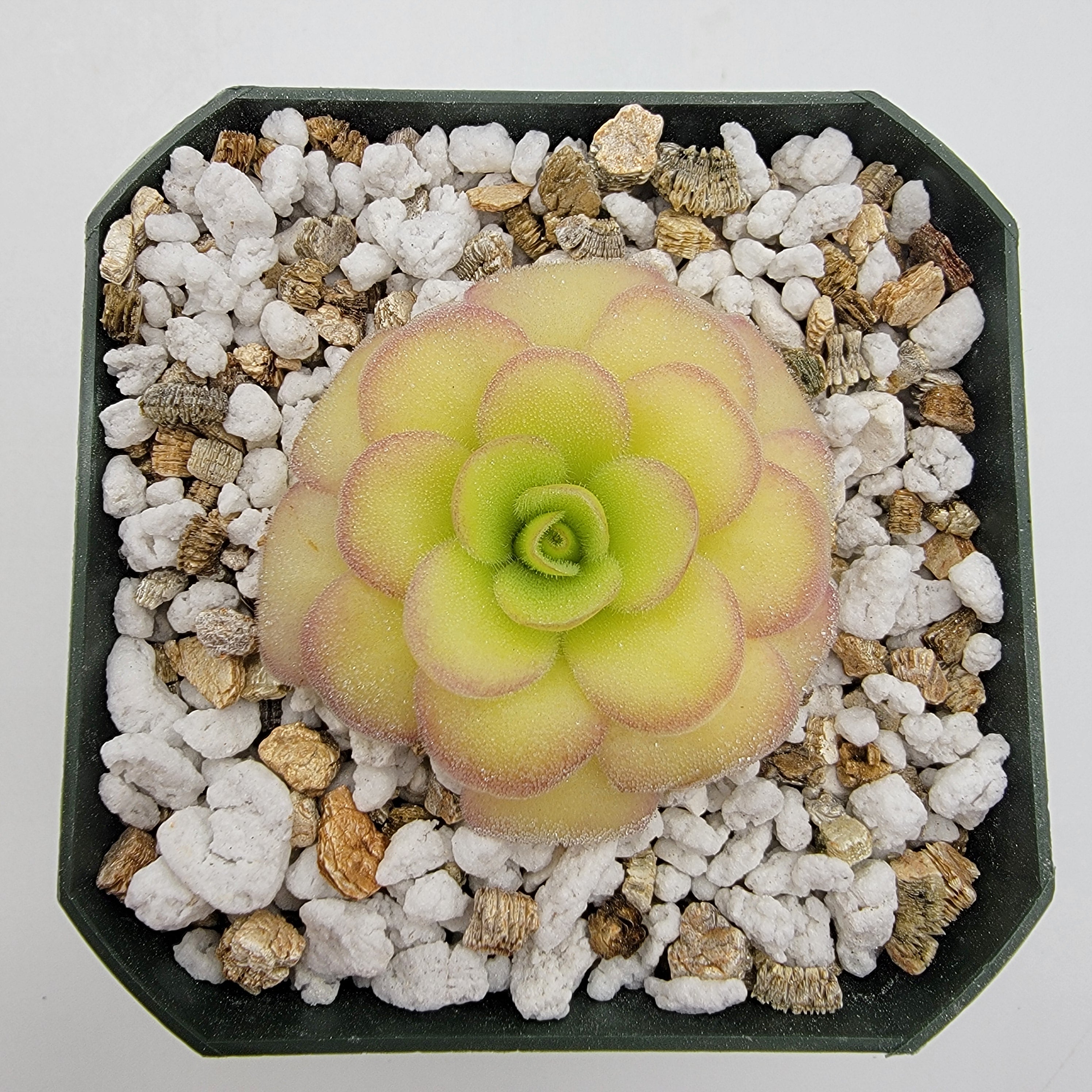 Pinguicula agnata 'El Lobo' x 'Huahuapan' -Butterworts -Rainbow Carnivorous Plants LLC