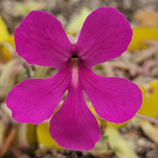 Pinguicula laueana x moctezumae