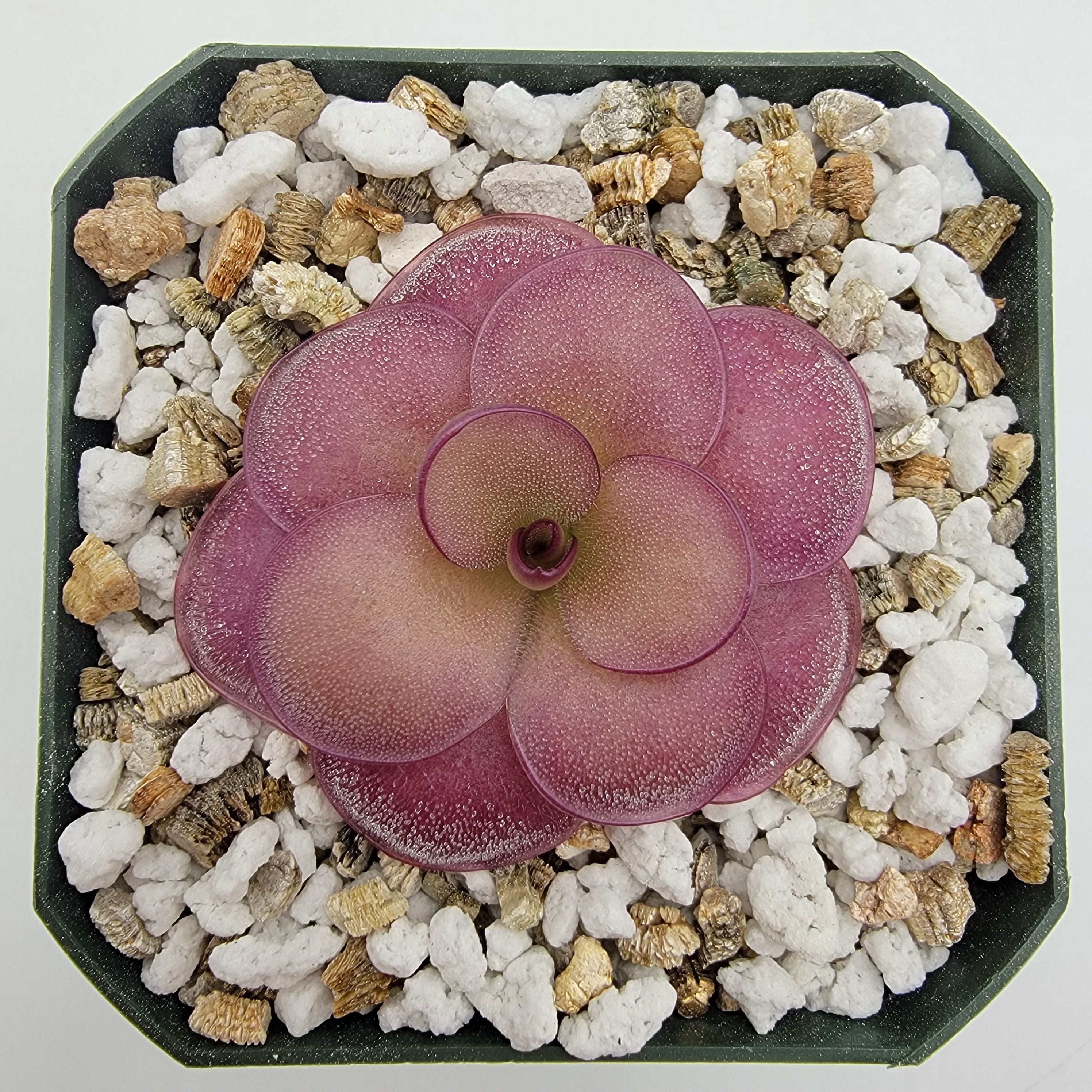 Pinguicula "Peaches" -Butterworts -Rainbow Carnivorous Plants LLC