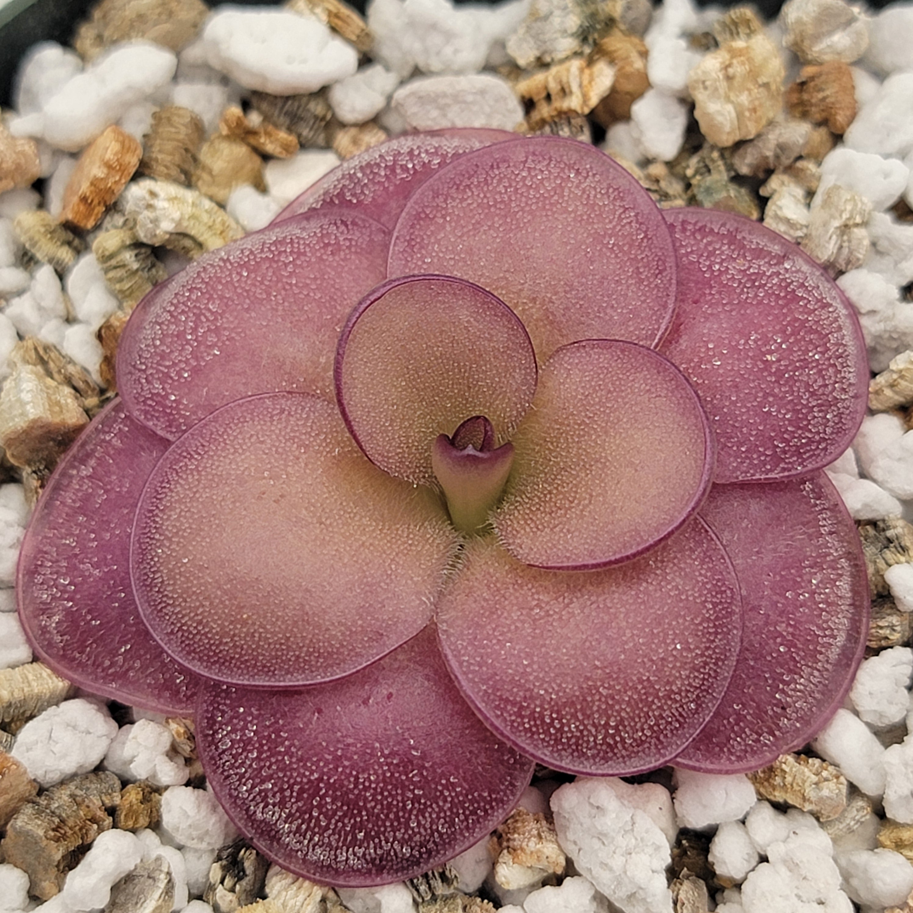 Pinguicula "Peaches" -Butterworts -Rainbow Carnivorous Plants LLC