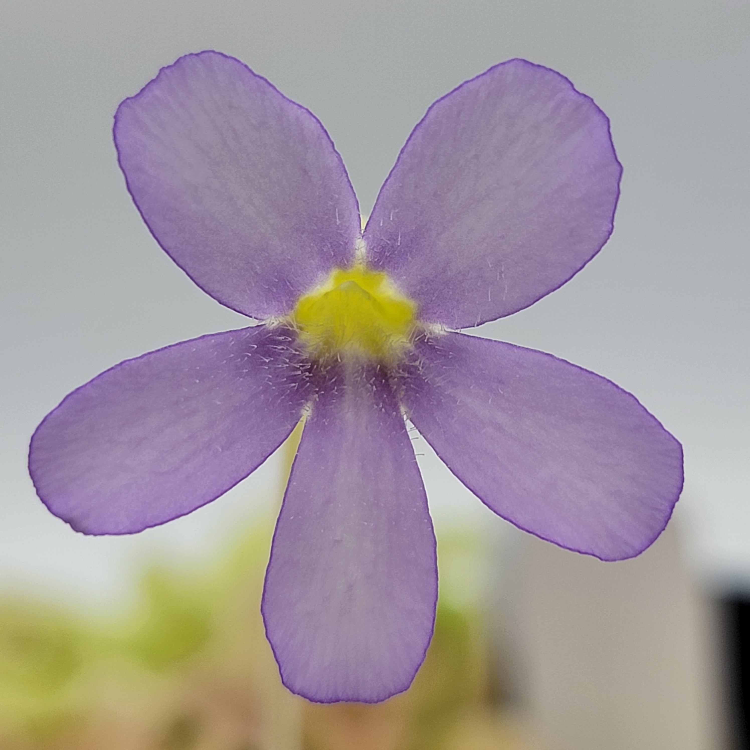 Pinguicula gigantea (Red Flush) -Butterworts -Rainbow Carnivorous Plants LLC