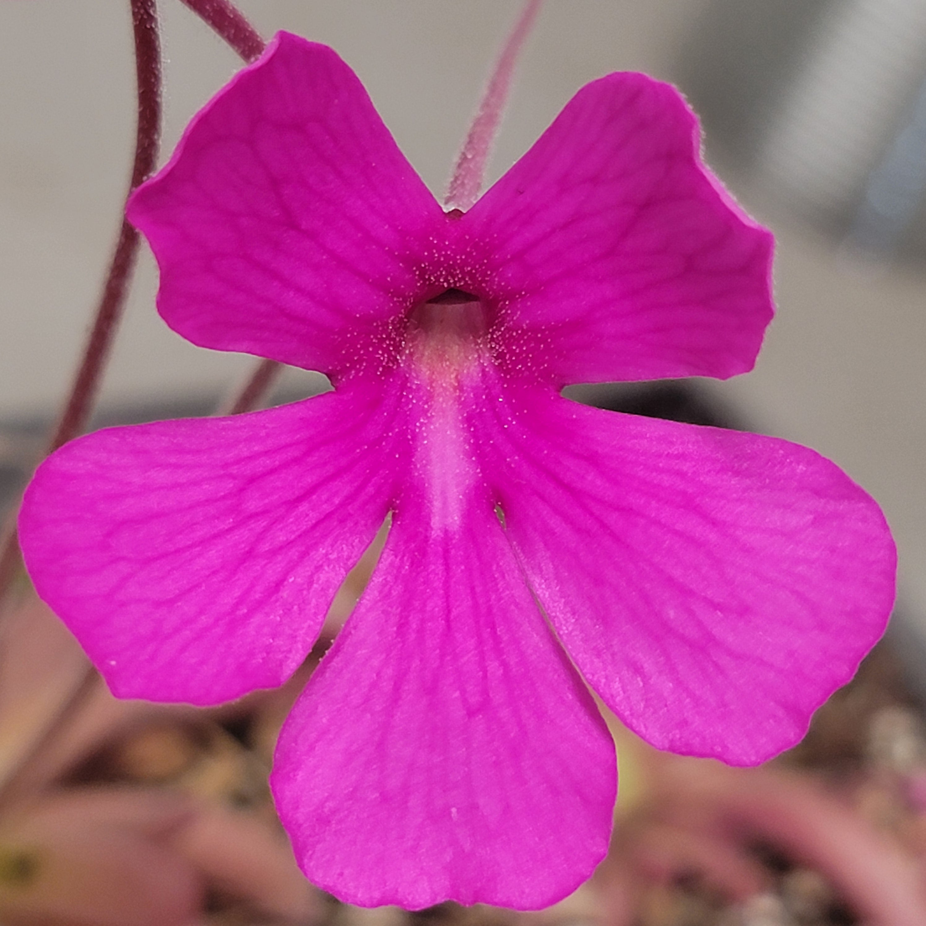 Pinguicula hemiepiphytica x moctezumae