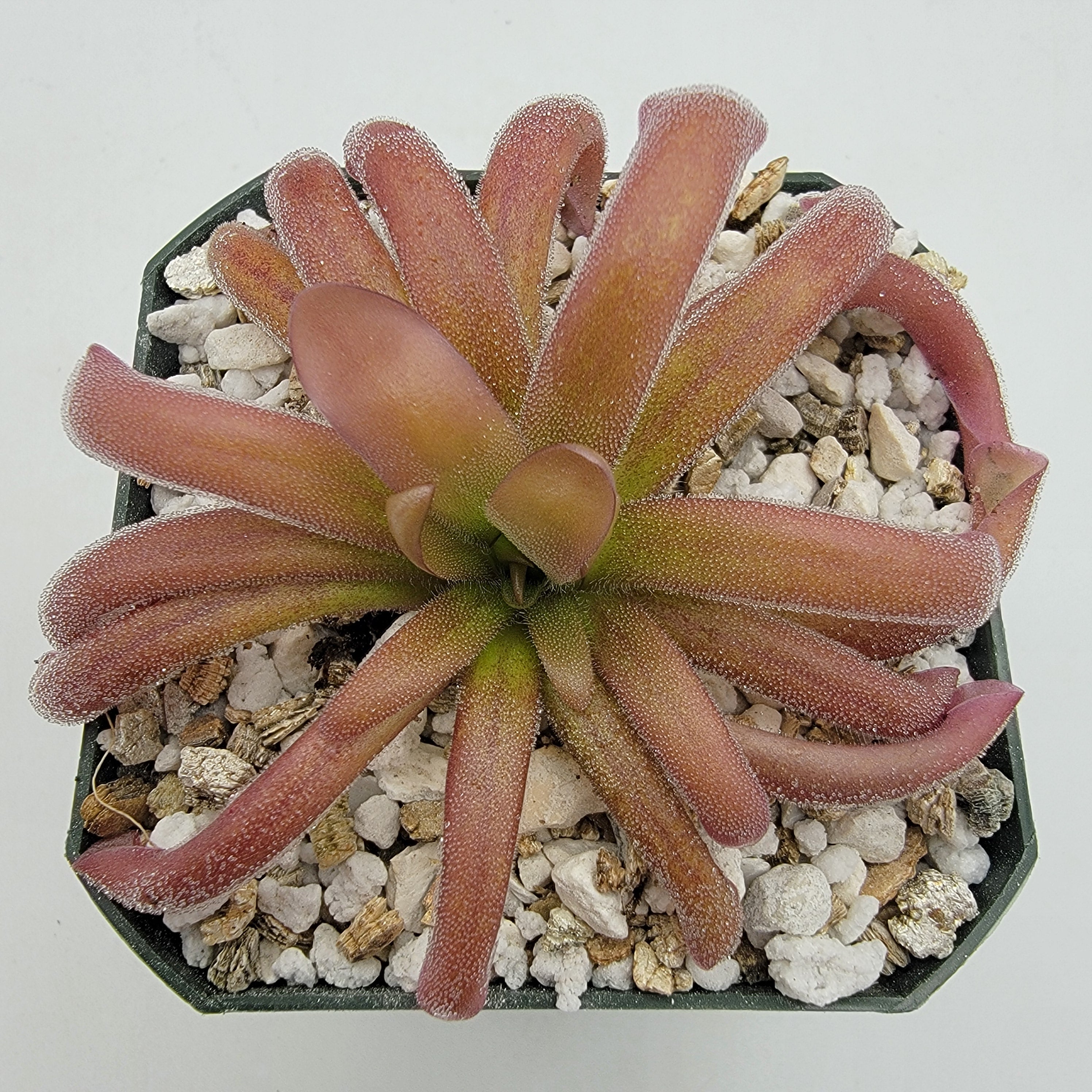 Pinguicula hemiepiphytica x moctezumae