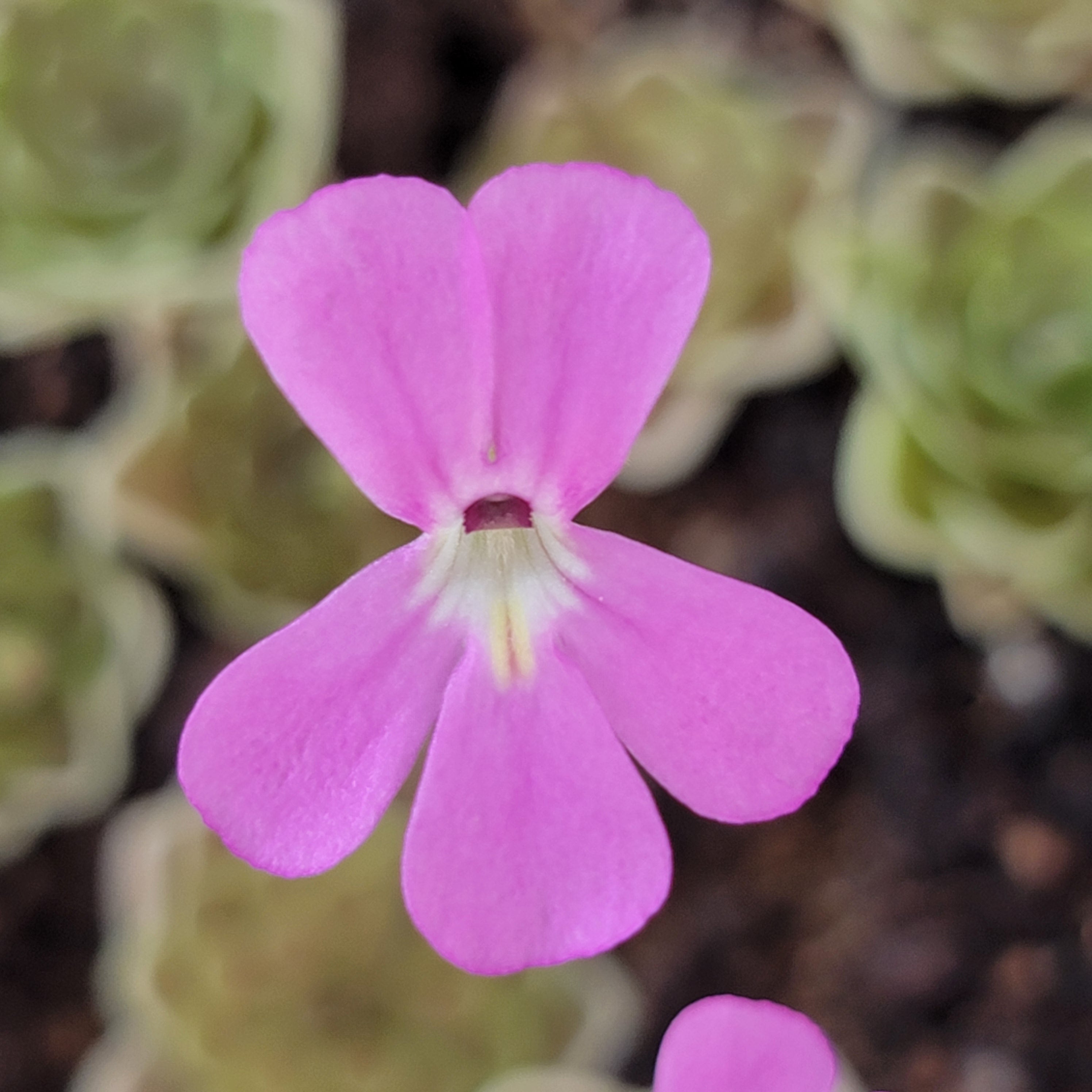 Pinguicula ehlersiae