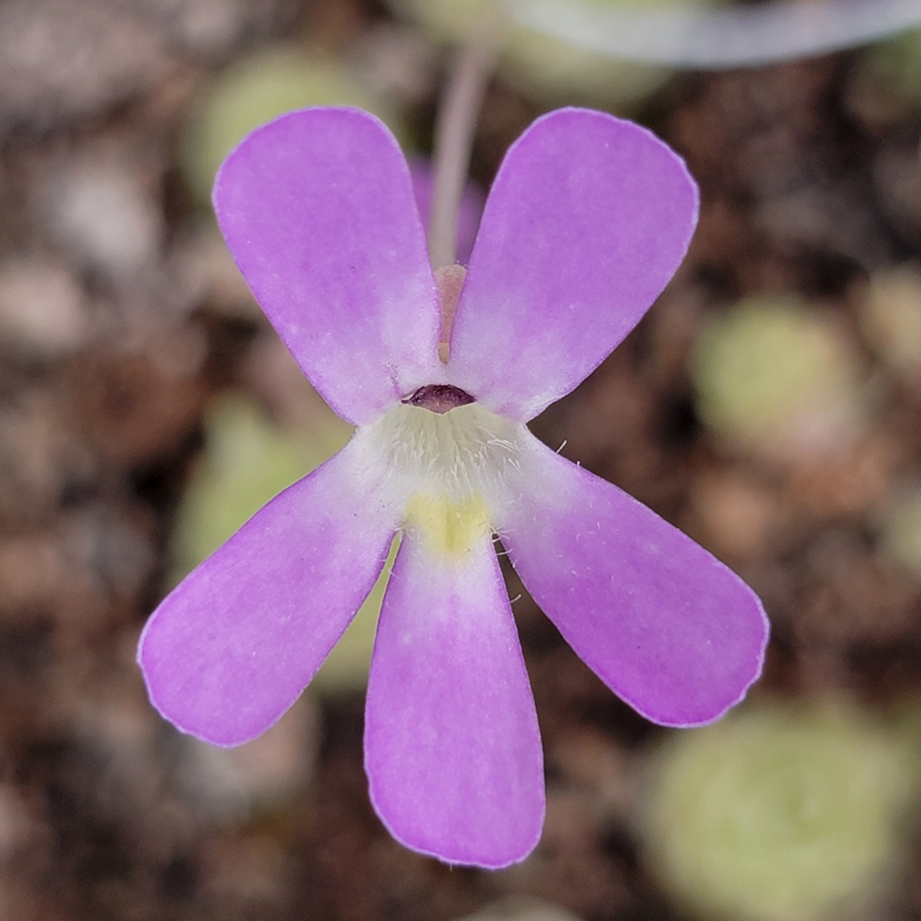 Pinguicula esseriana -Butterworts -Rainbow Carnivorous Plants LLC
