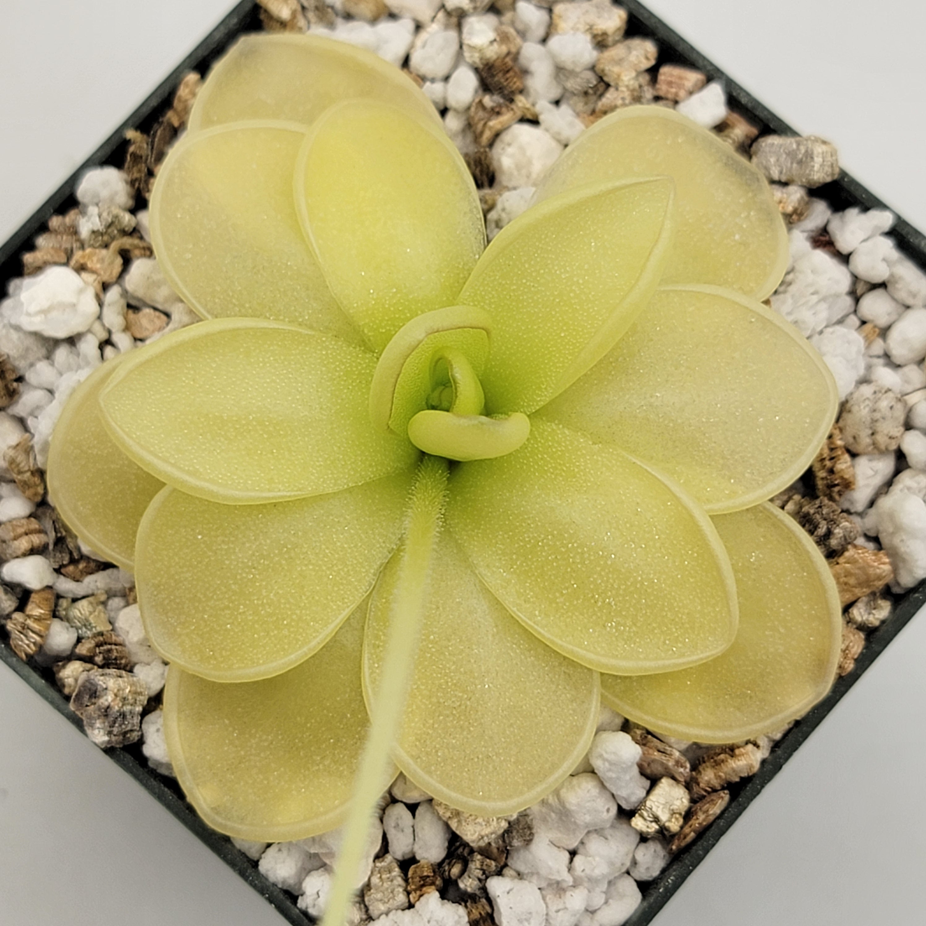 Pinguicula ibarrae {Tlanchinol, Mex}