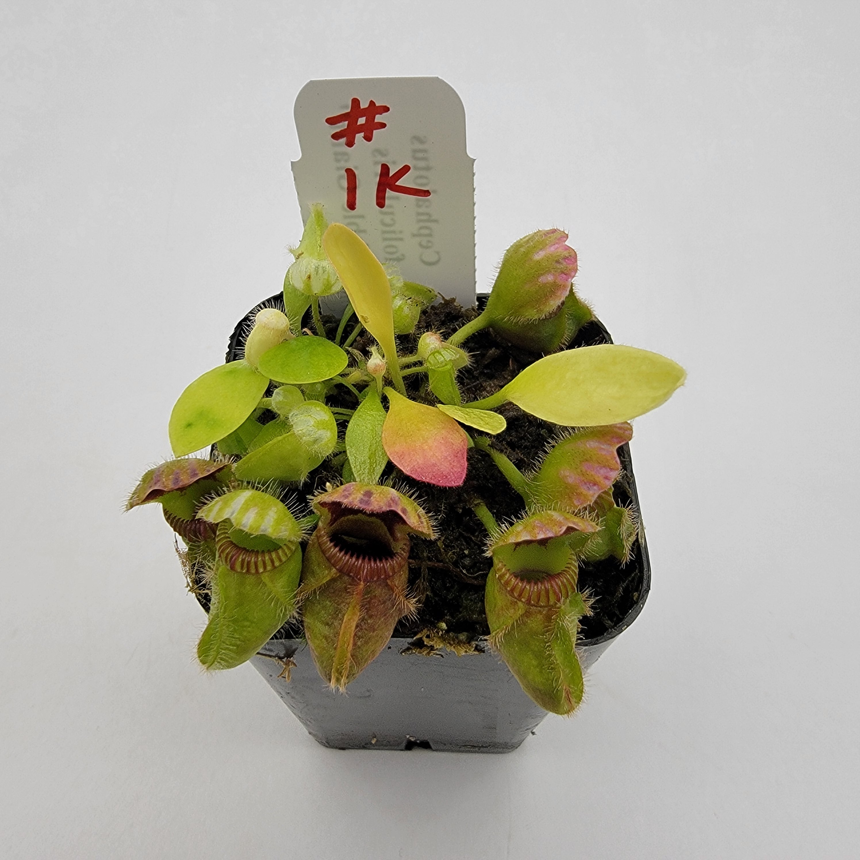 Cephalotus follicularis "Bubble Giant" WBG (1K-9K)