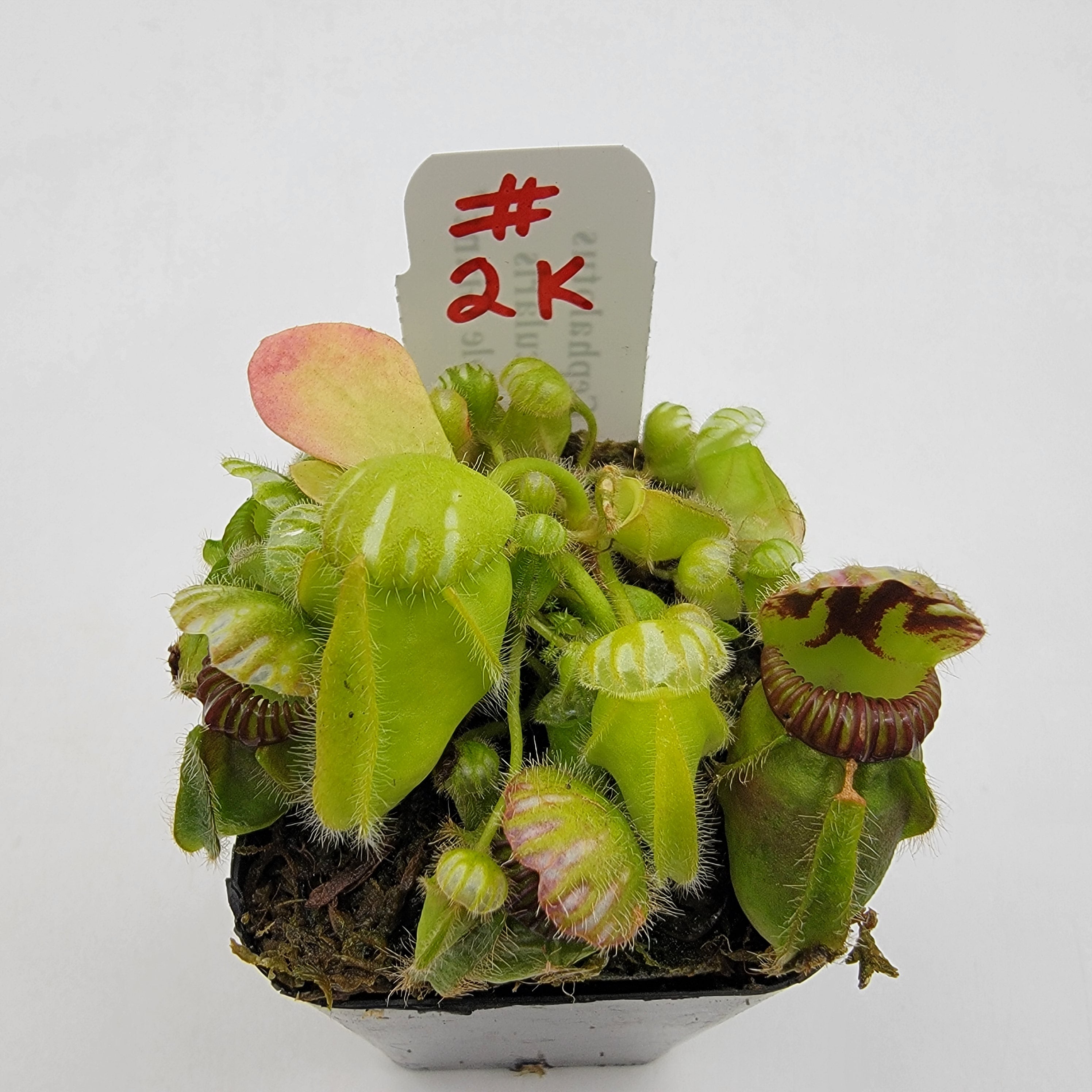 Cephalotus follicularis "Bubble Giant" WBG (1K-9K)