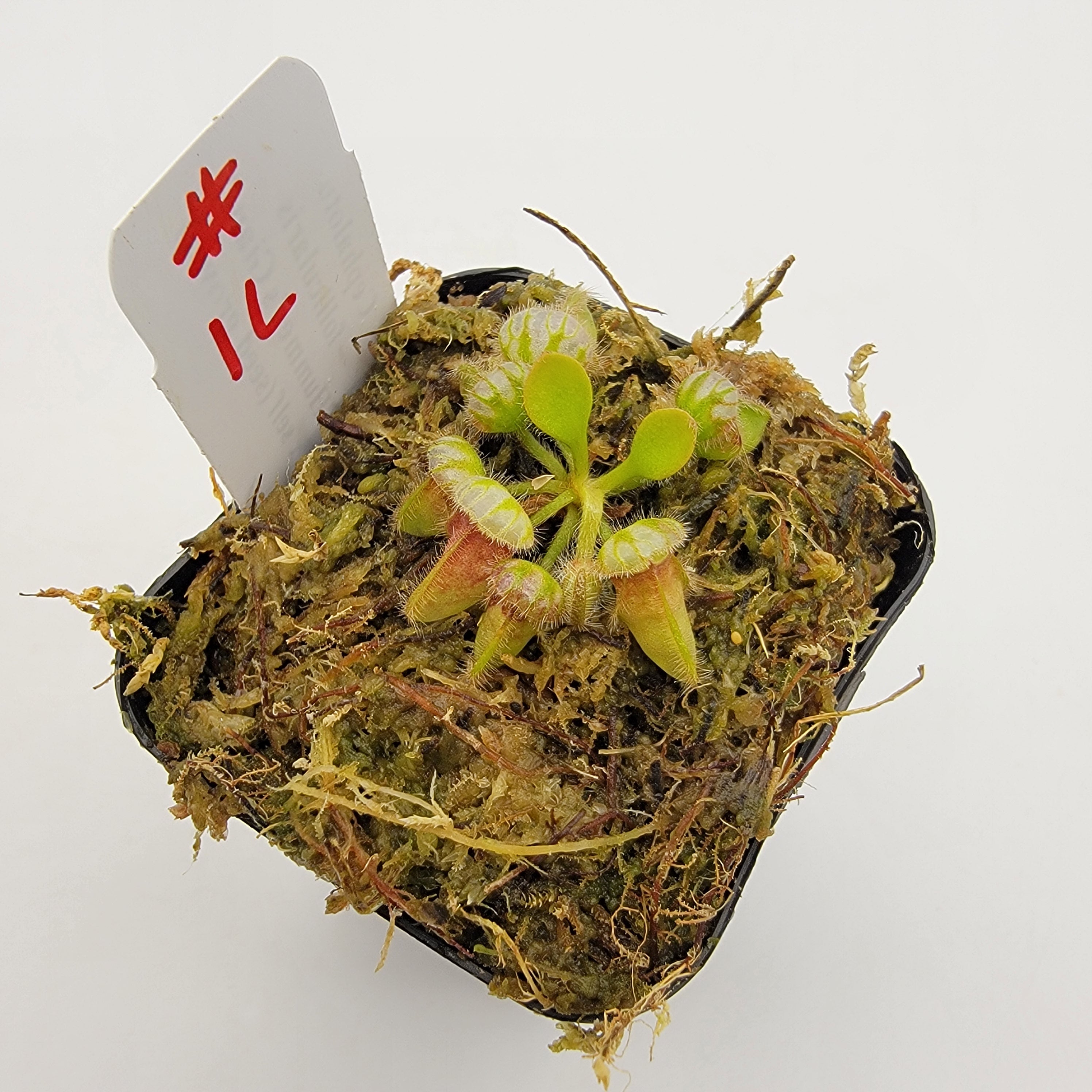 Cephalotus follicularis 'Hummer's Giant' x self (seed grown) -WHGXS (1L-20L)-