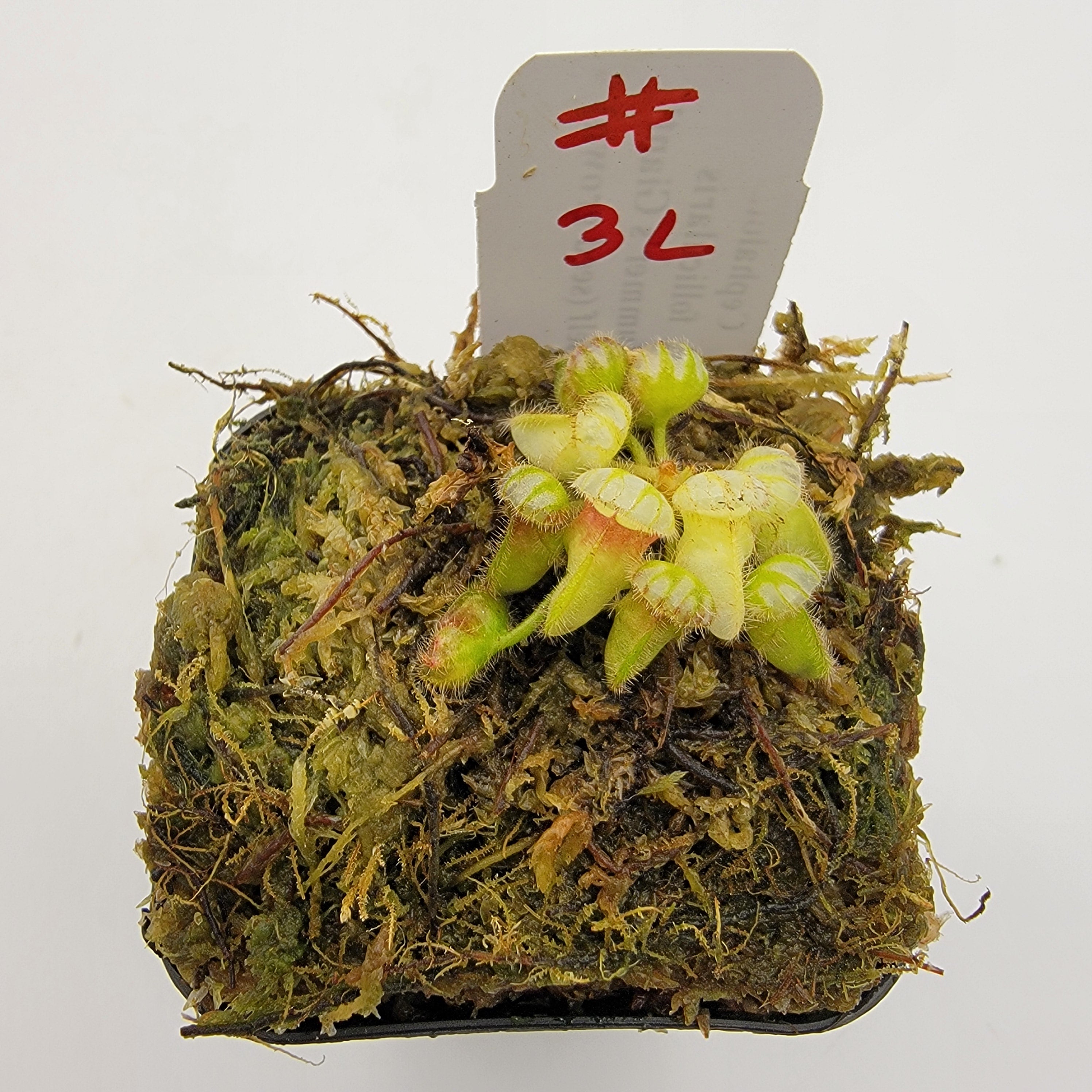 Cephalotus follicularis 'Hummer's Giant' x self (seed grown) -WHGXS (1L-20L)-