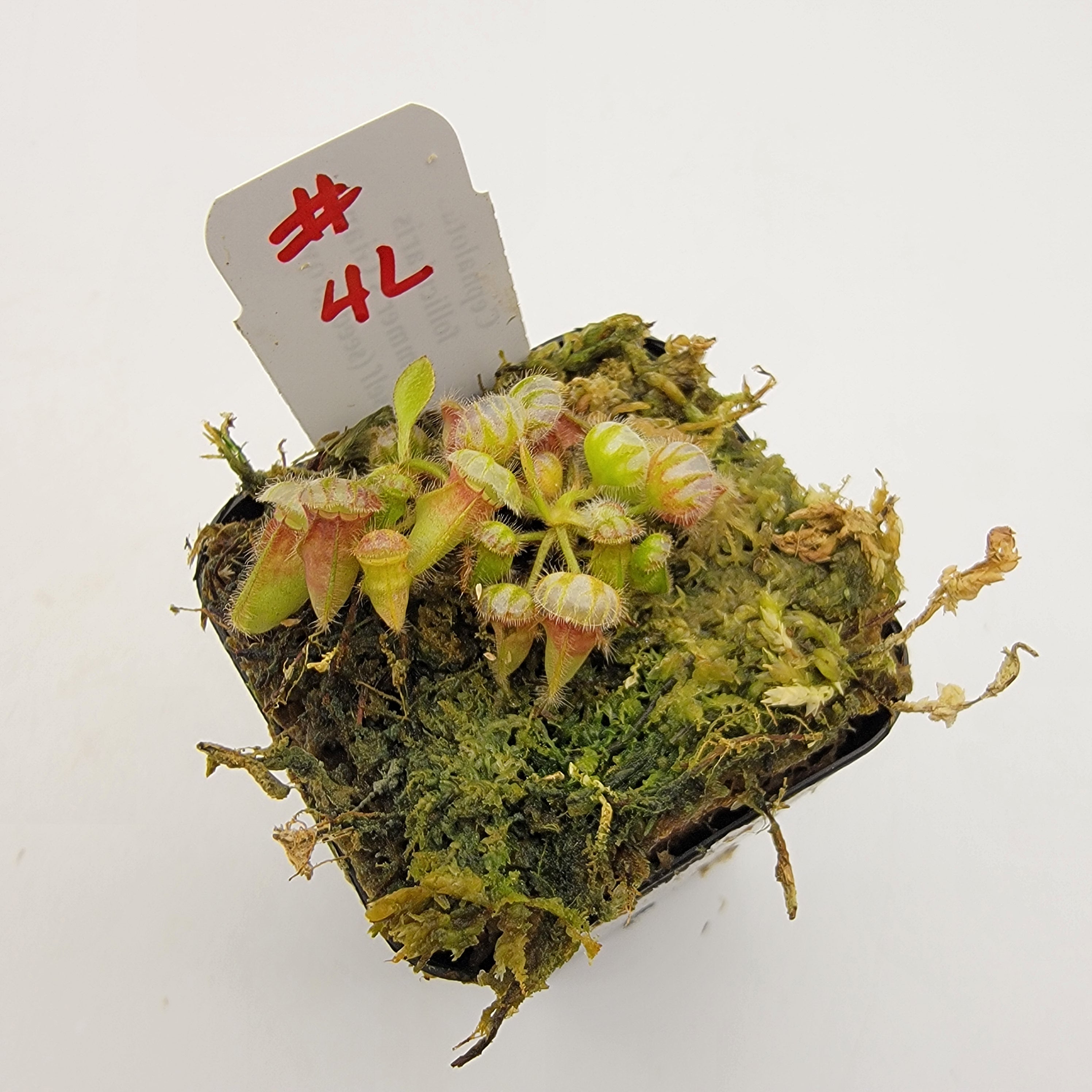 Cephalotus follicularis 'Hummer's Giant' x self (seed grown) -WHGXS (1L-20L)-