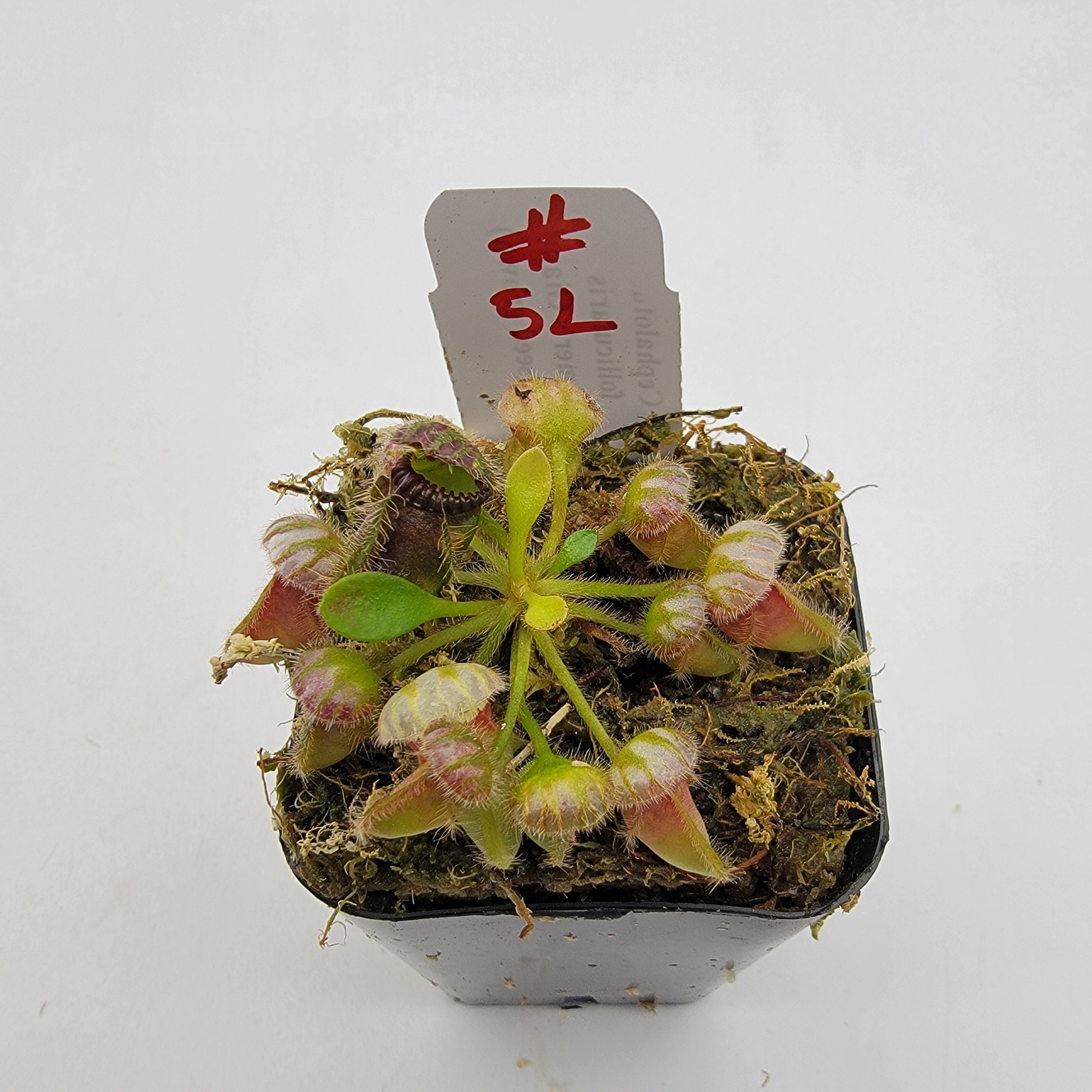 Cephalotus follicularis 'Hummer's Giant' x self (seed grown) -WHGXS (1L-20L)-