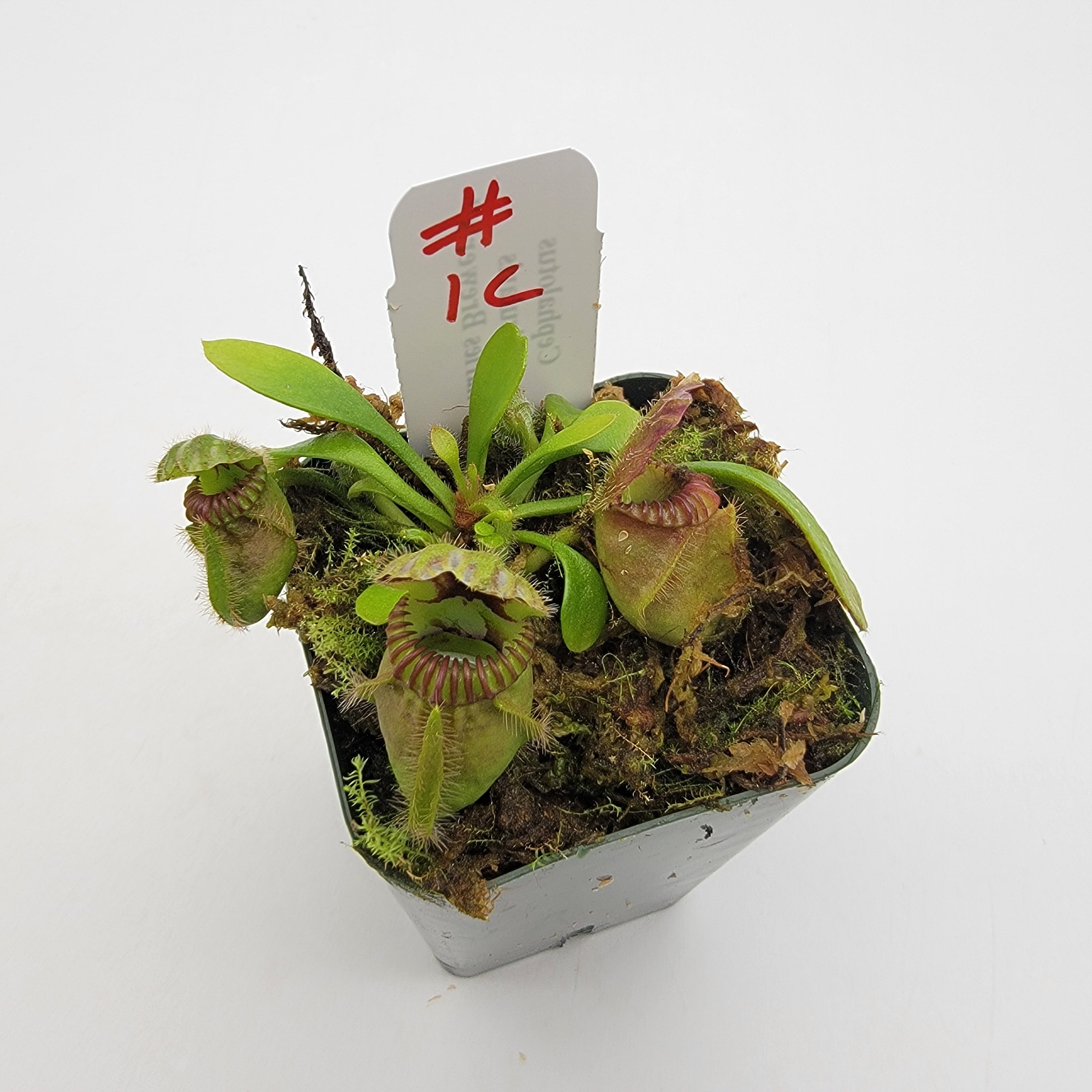 Cephalotus follicularis "Charles Brewer's" clone WCB (1C-16C)