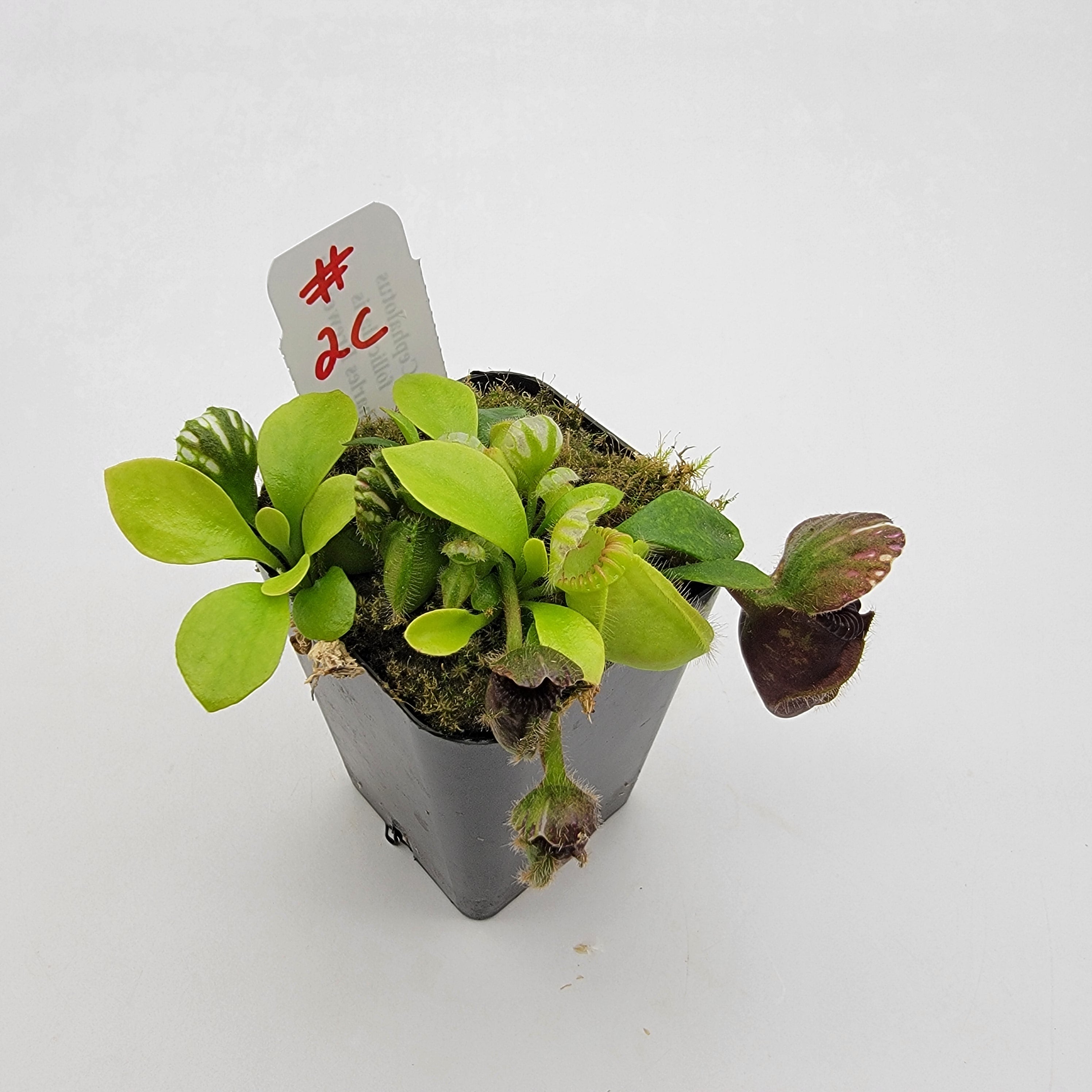 Cephalotus follicularis "Charles Brewer's" clone WCB (1C-16C)