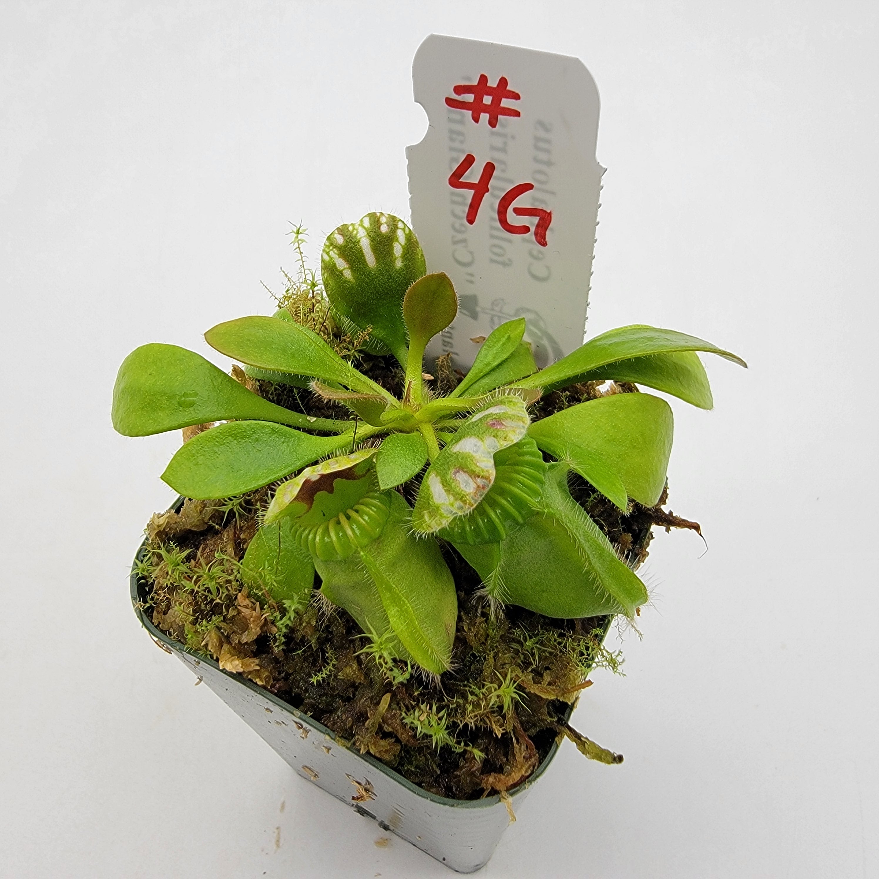 Cephalotus follicularis "Czech Giant" (WCZG-4G/12G)