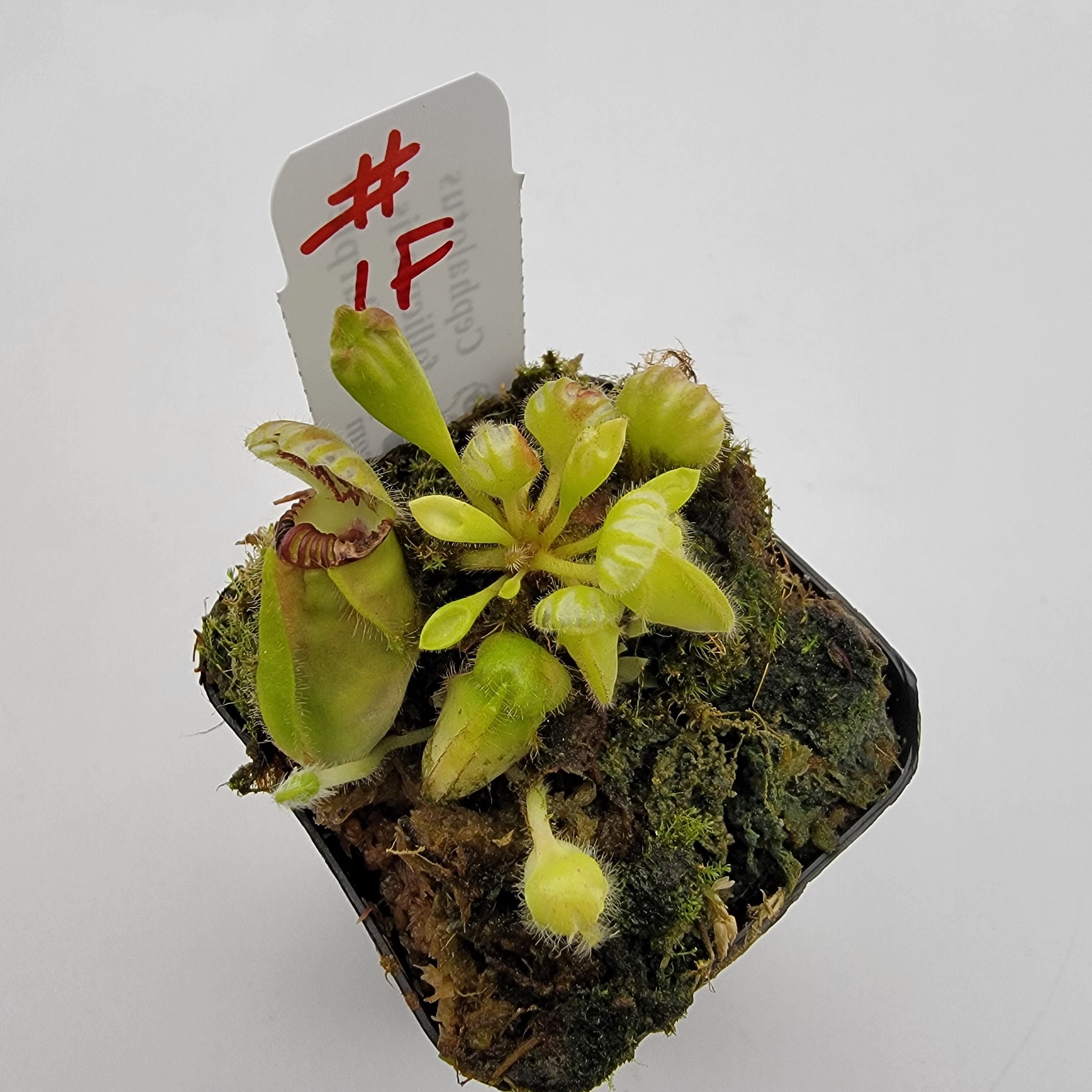 Cephalotus follicularis "Black Purple" WBP (1F-5F)