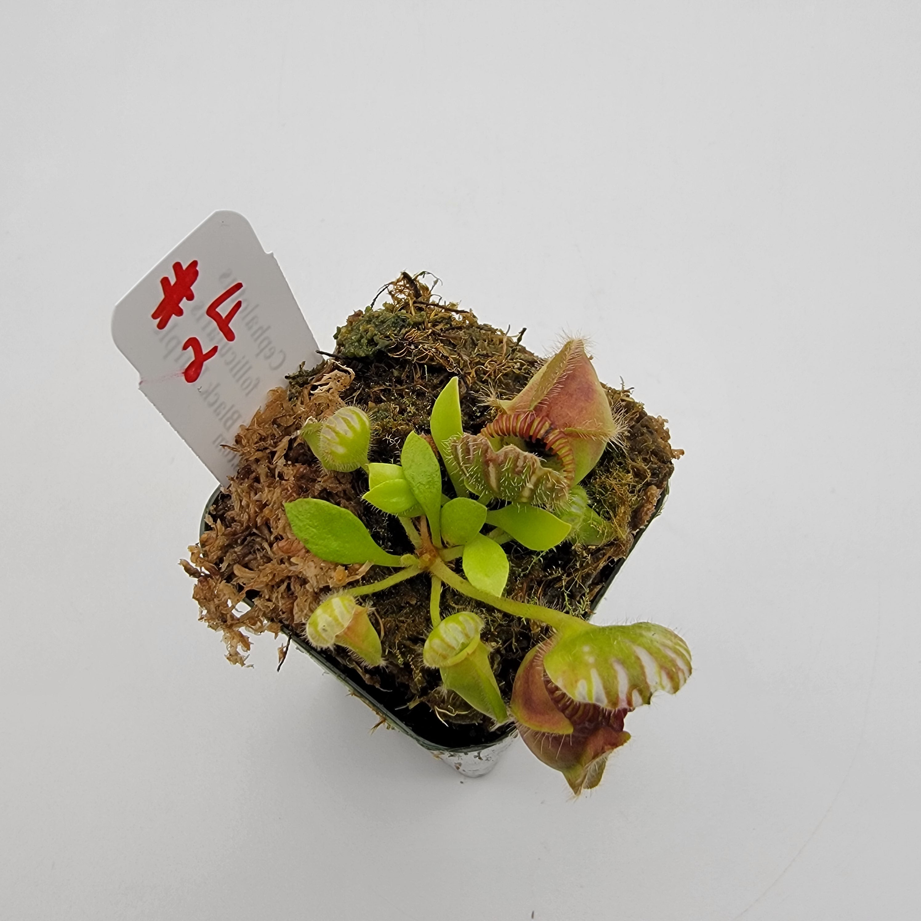 Cephalotus follicularis "Black Purple" WBP (1F-5F)