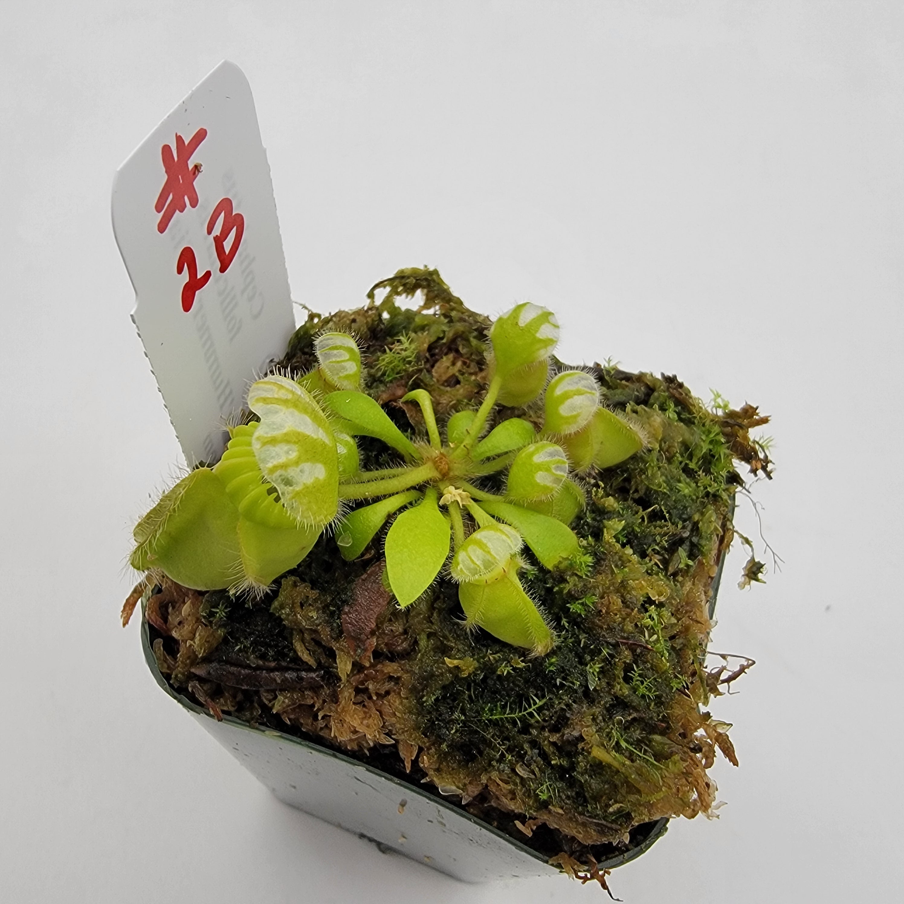 Cephalotus follicularis 'Hummer's Giant' WHG (1B-20B)